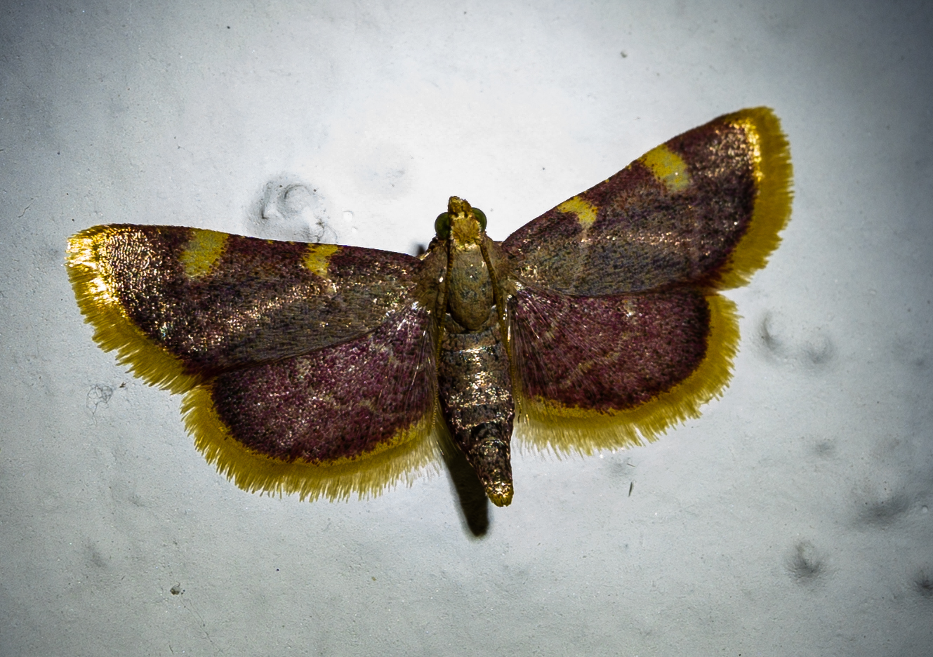 Tiny Moth?