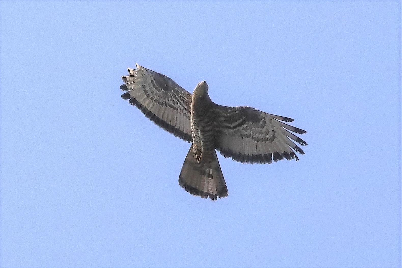 pecchiaiolo 02-07-2022