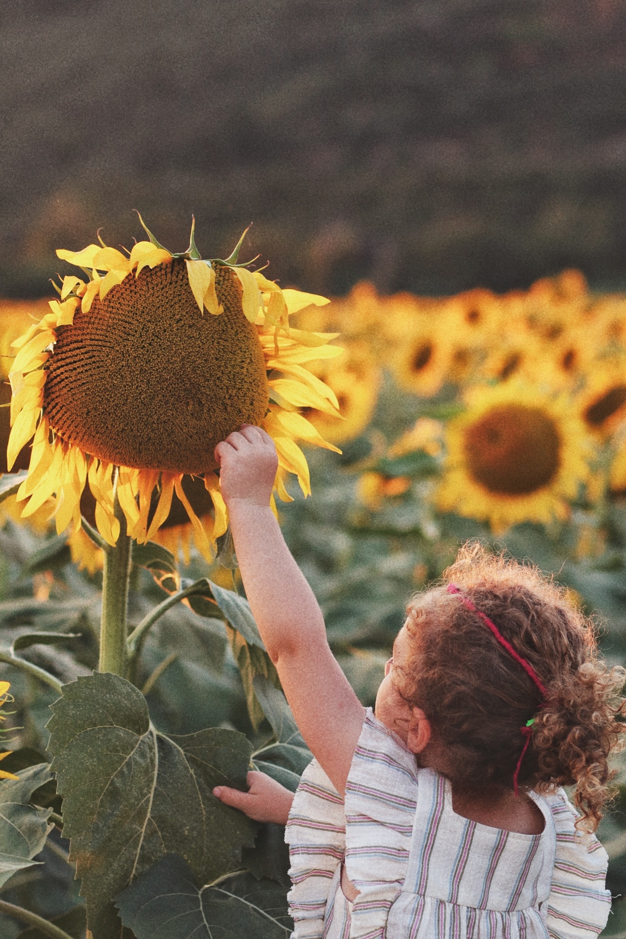 Among the sunflowers