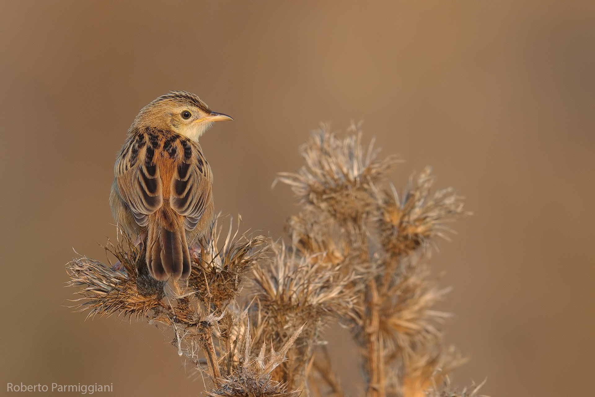 Flycatcher