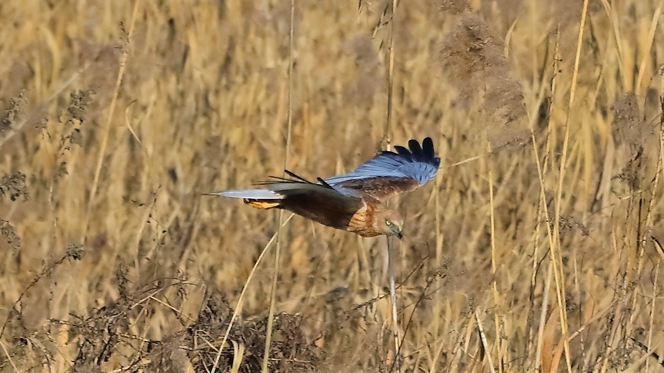 Falco di palude 18 gen 2022 -- 009