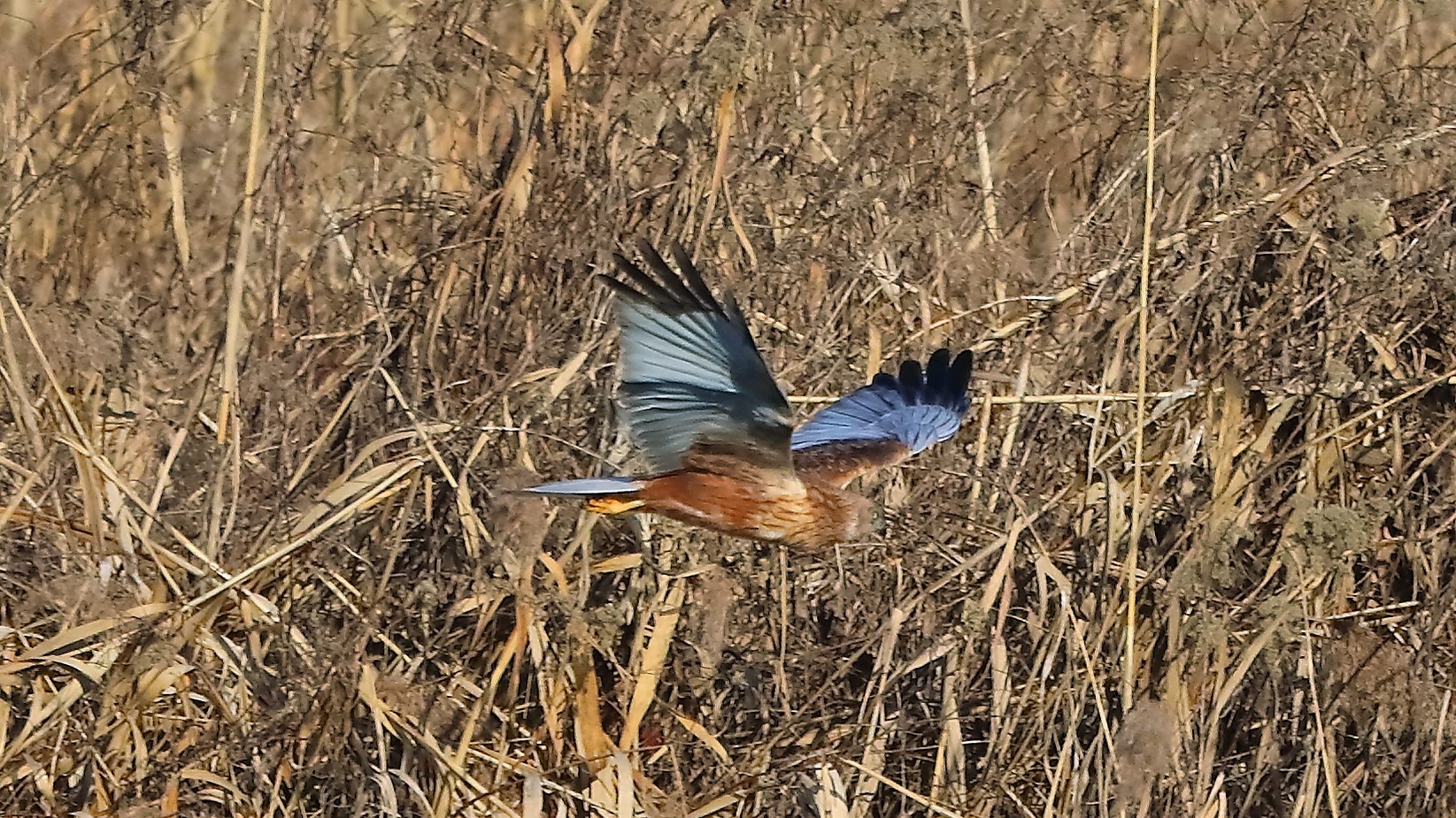 Falco di palude 18 gen -- 010