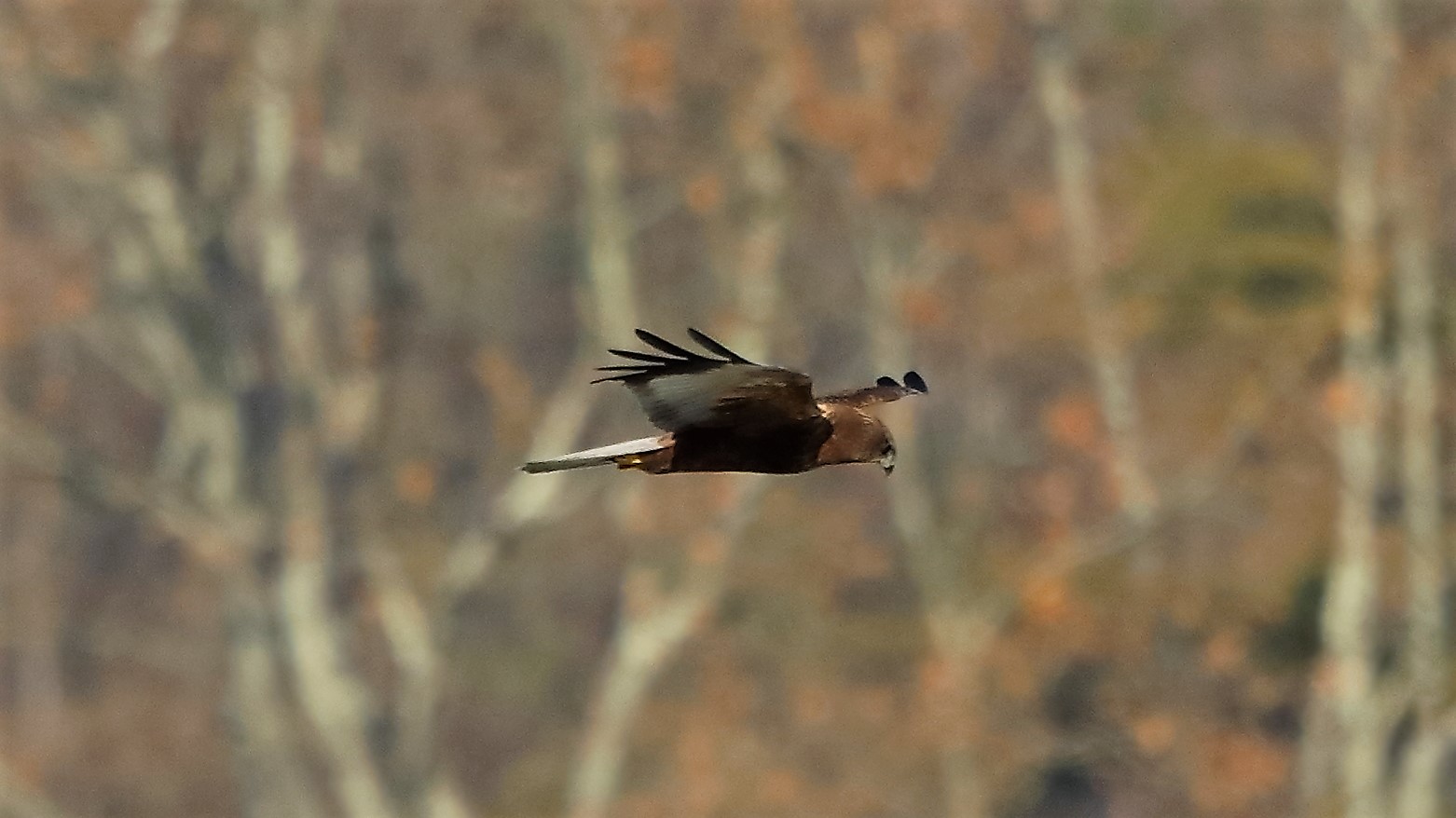 Falco di palude 18 gen -- 066