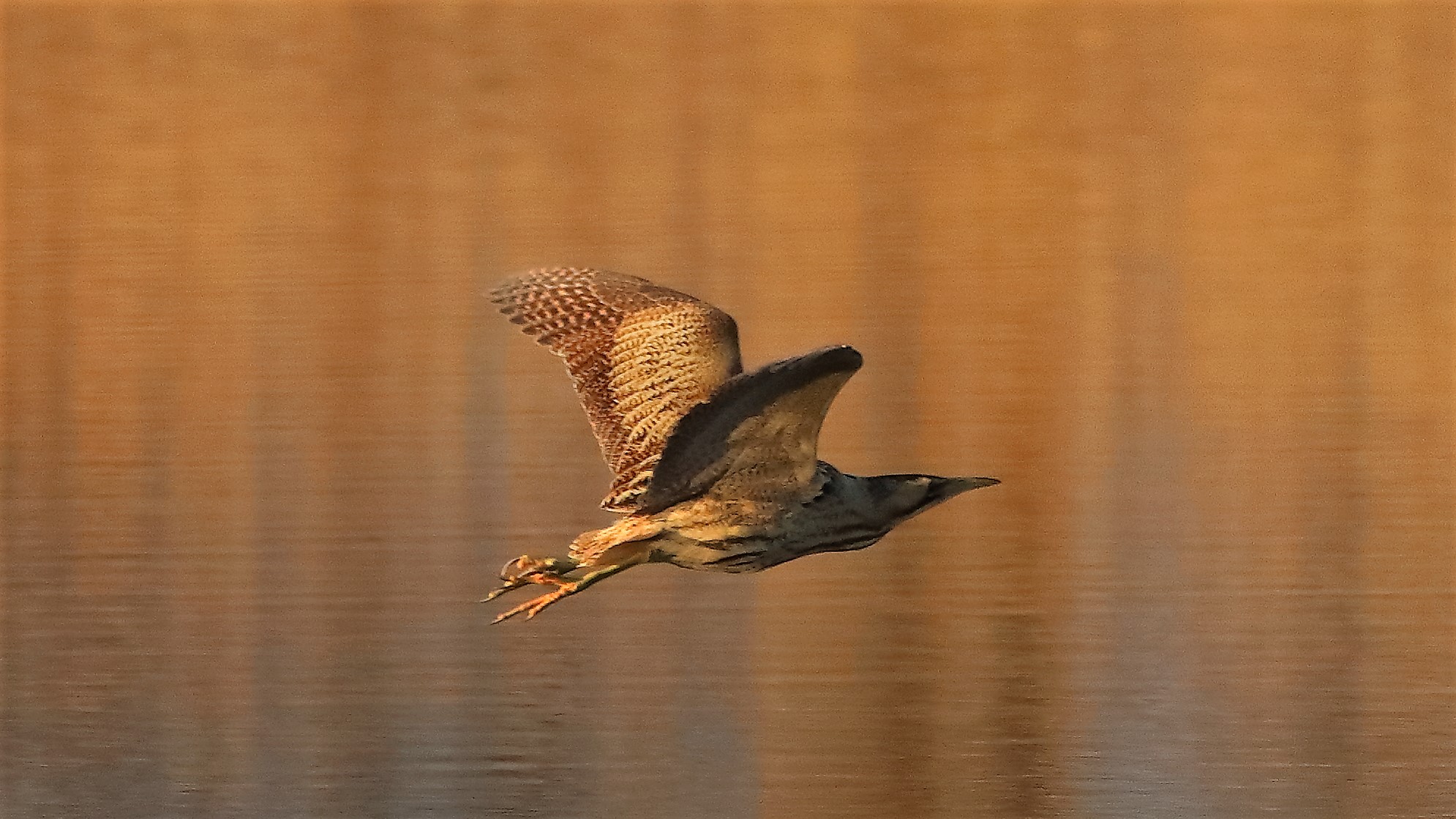 Tarabuso gen 18-01-2022 -- 150