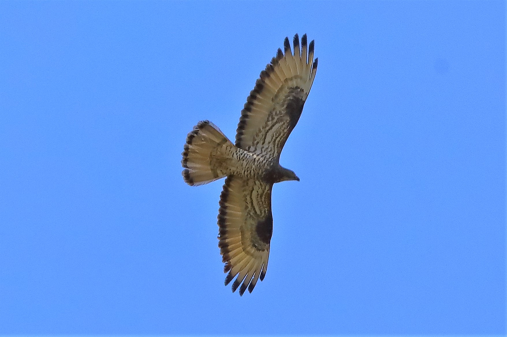 pecchiaiolo 22-07-2022