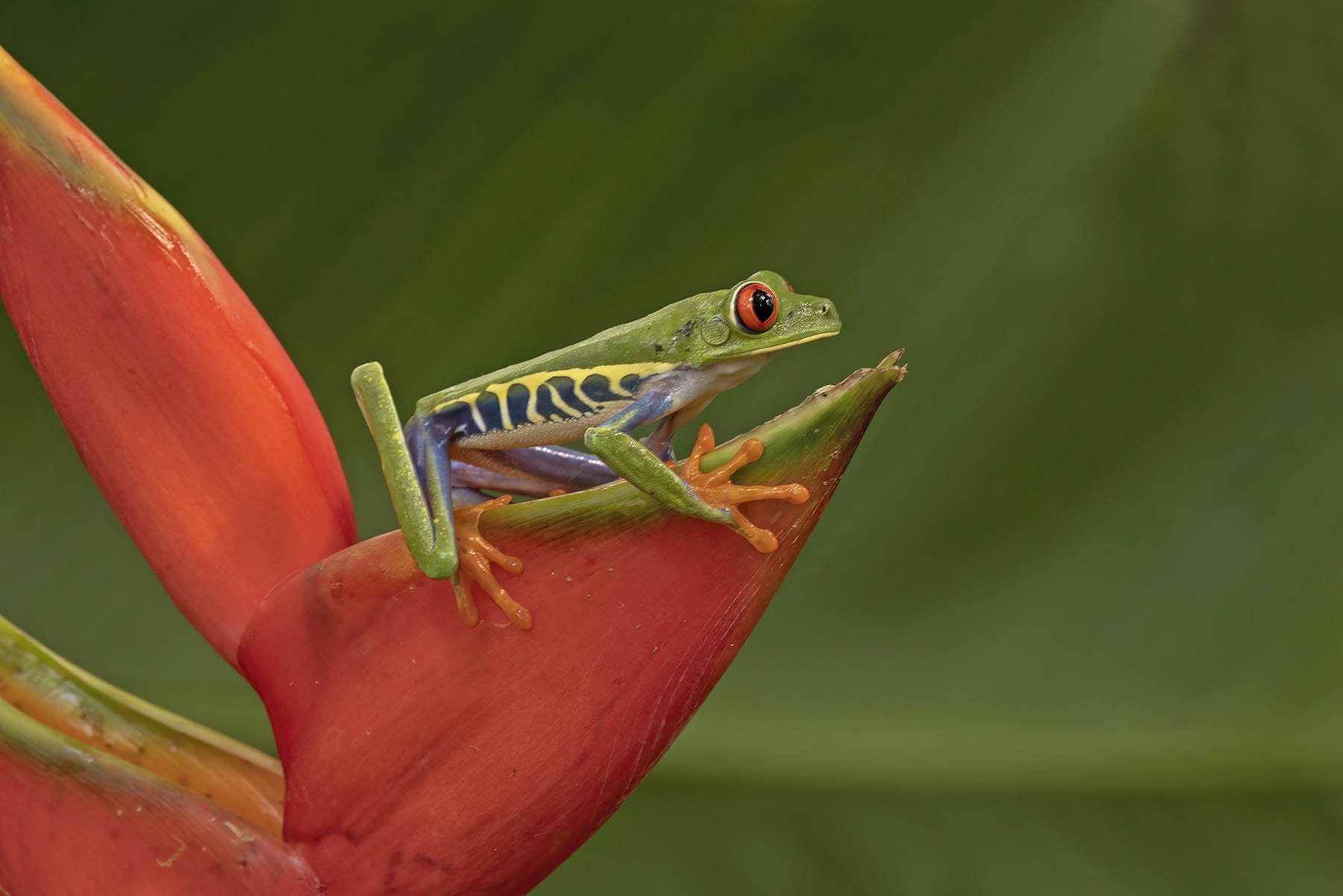 Red-eyed tree frog