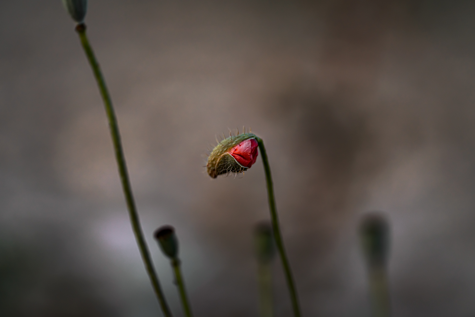 The sweetness of a birth