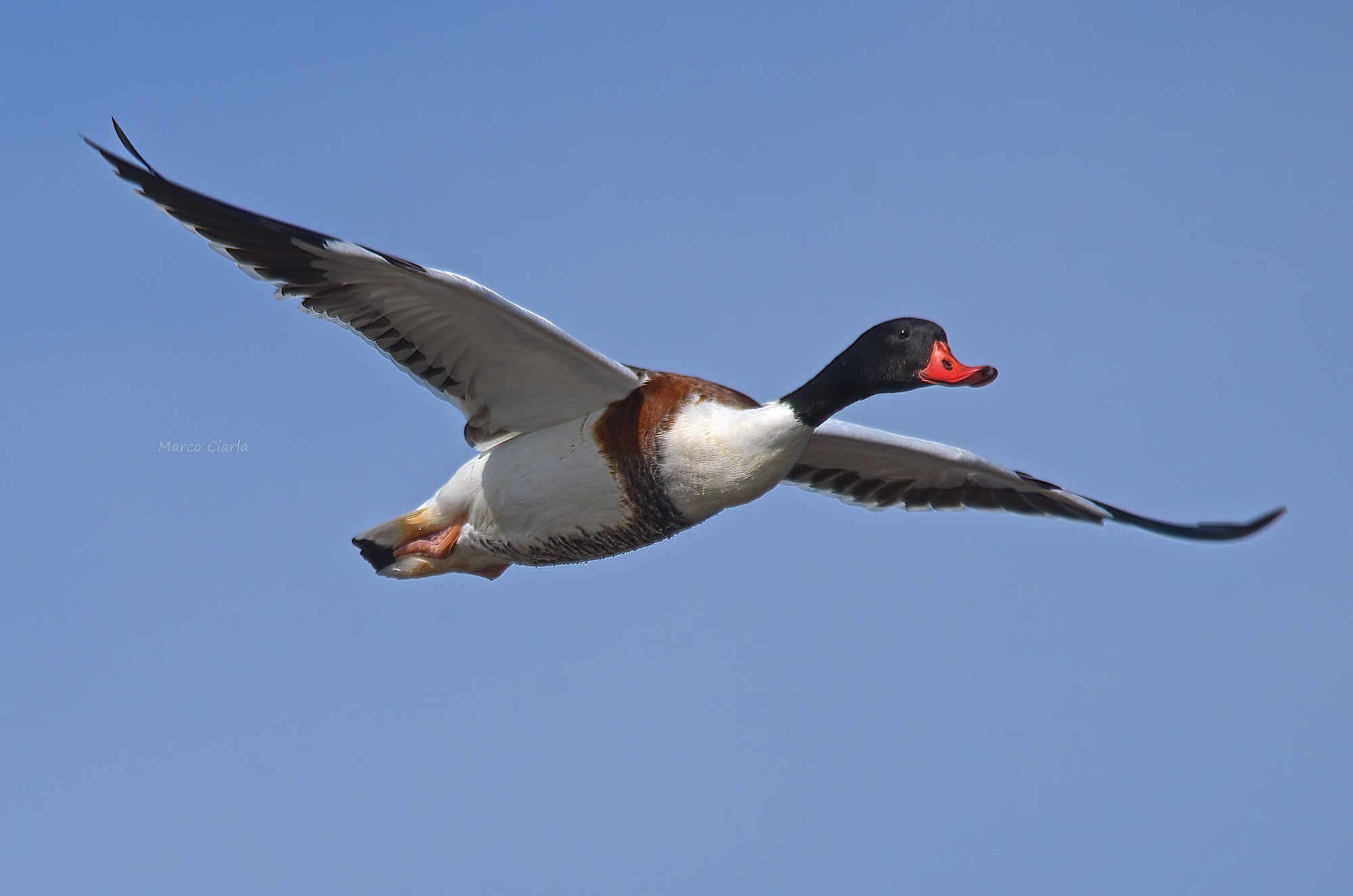 Volpoca (Tadorna tadorna)
