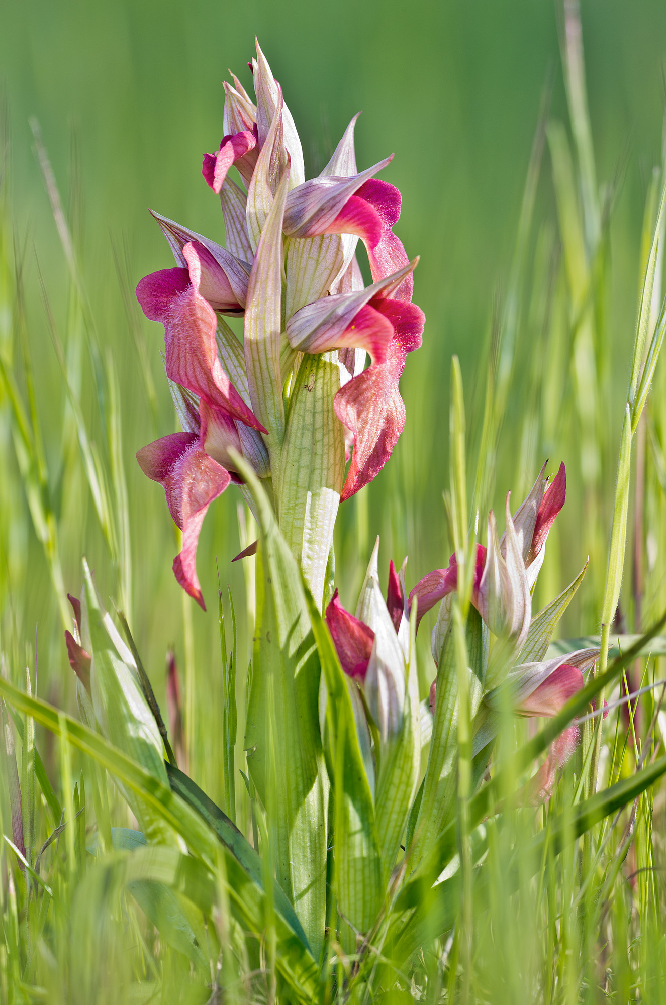 Serapias neglecta De Not., 1848 - Orchidacee