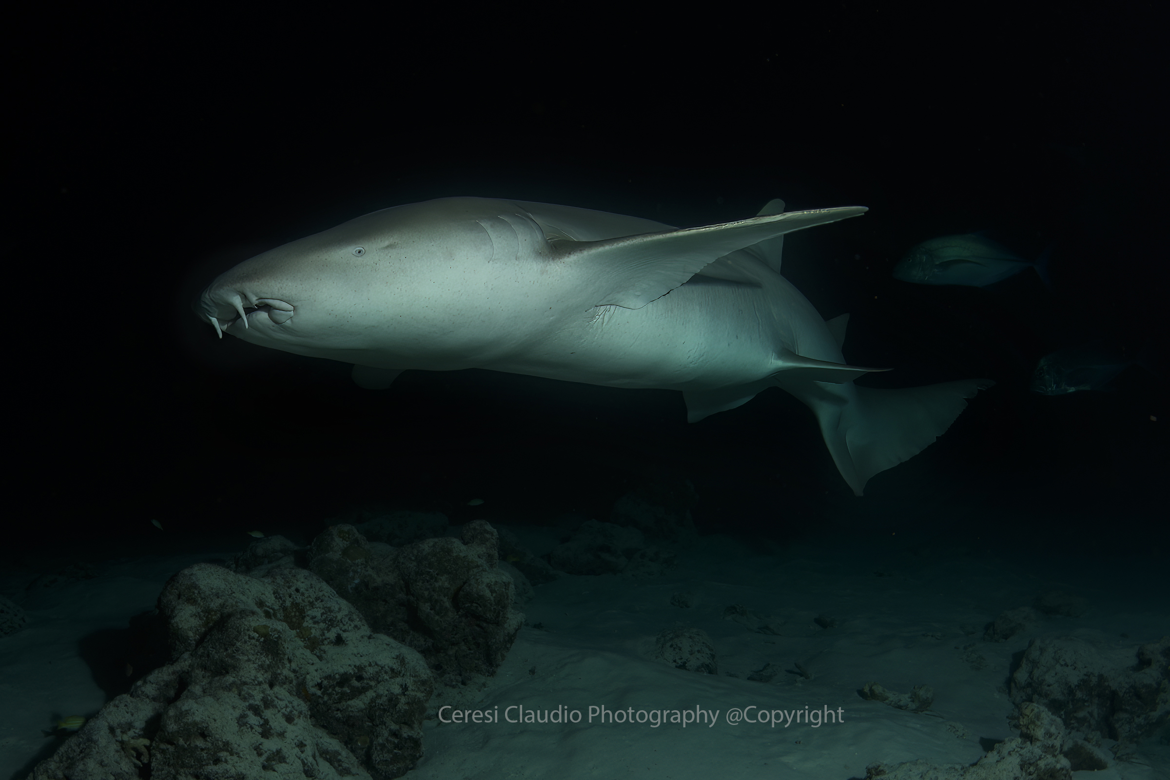 nurse shark