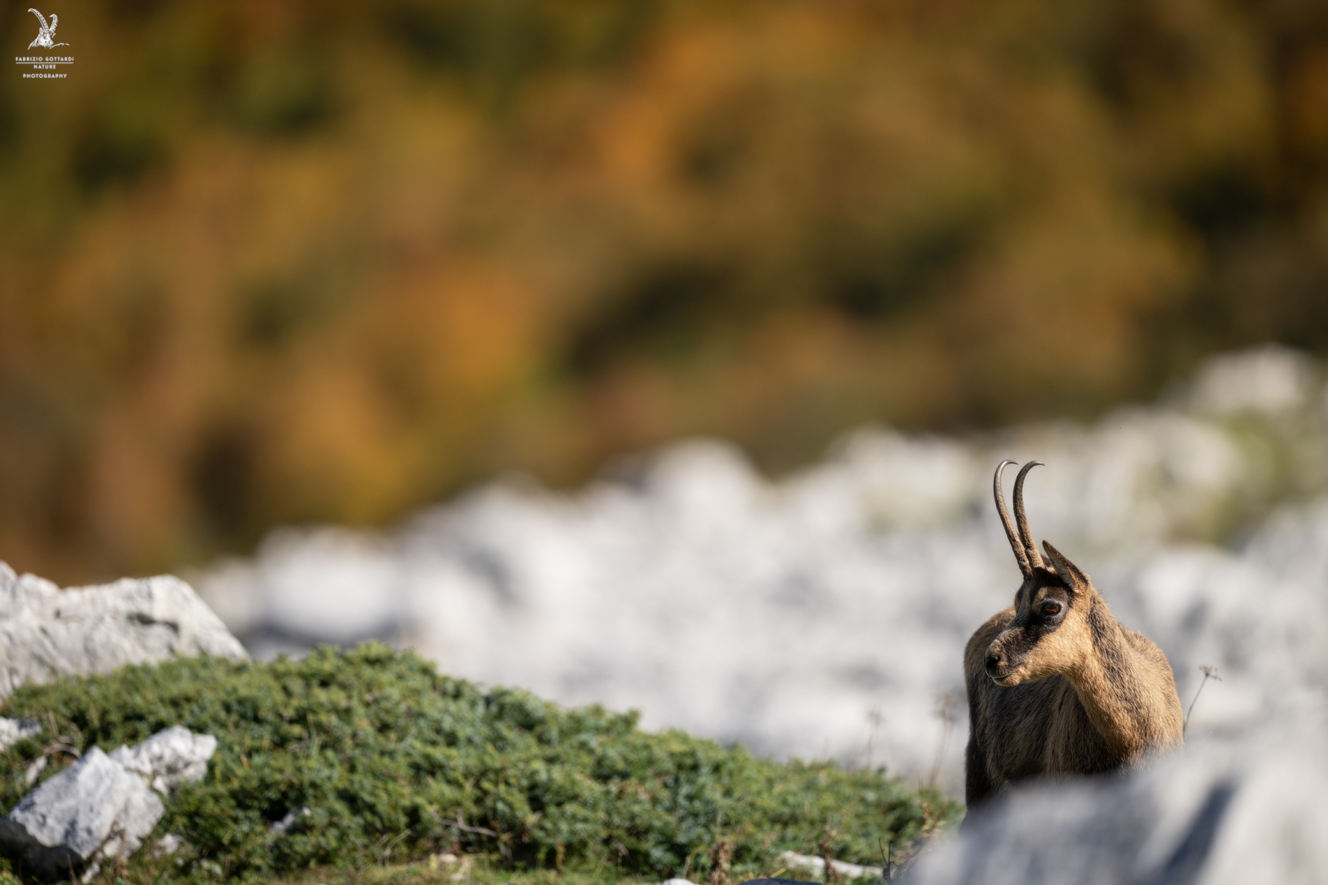 Chamois and Foliage