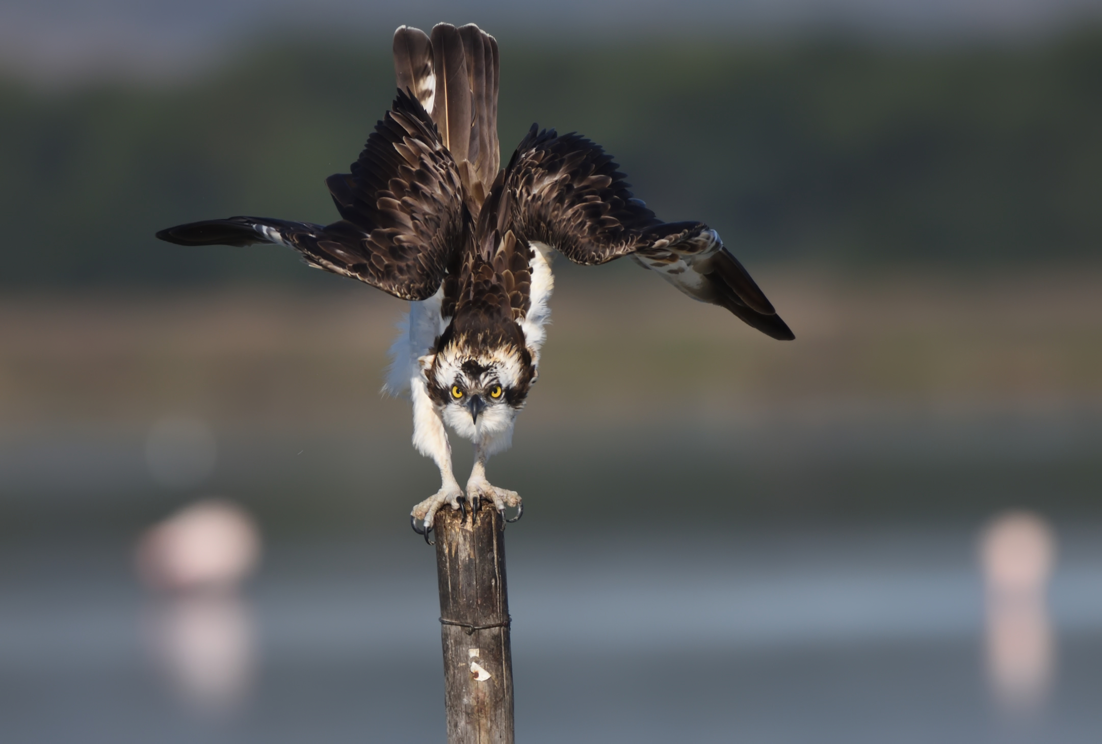 Osprey