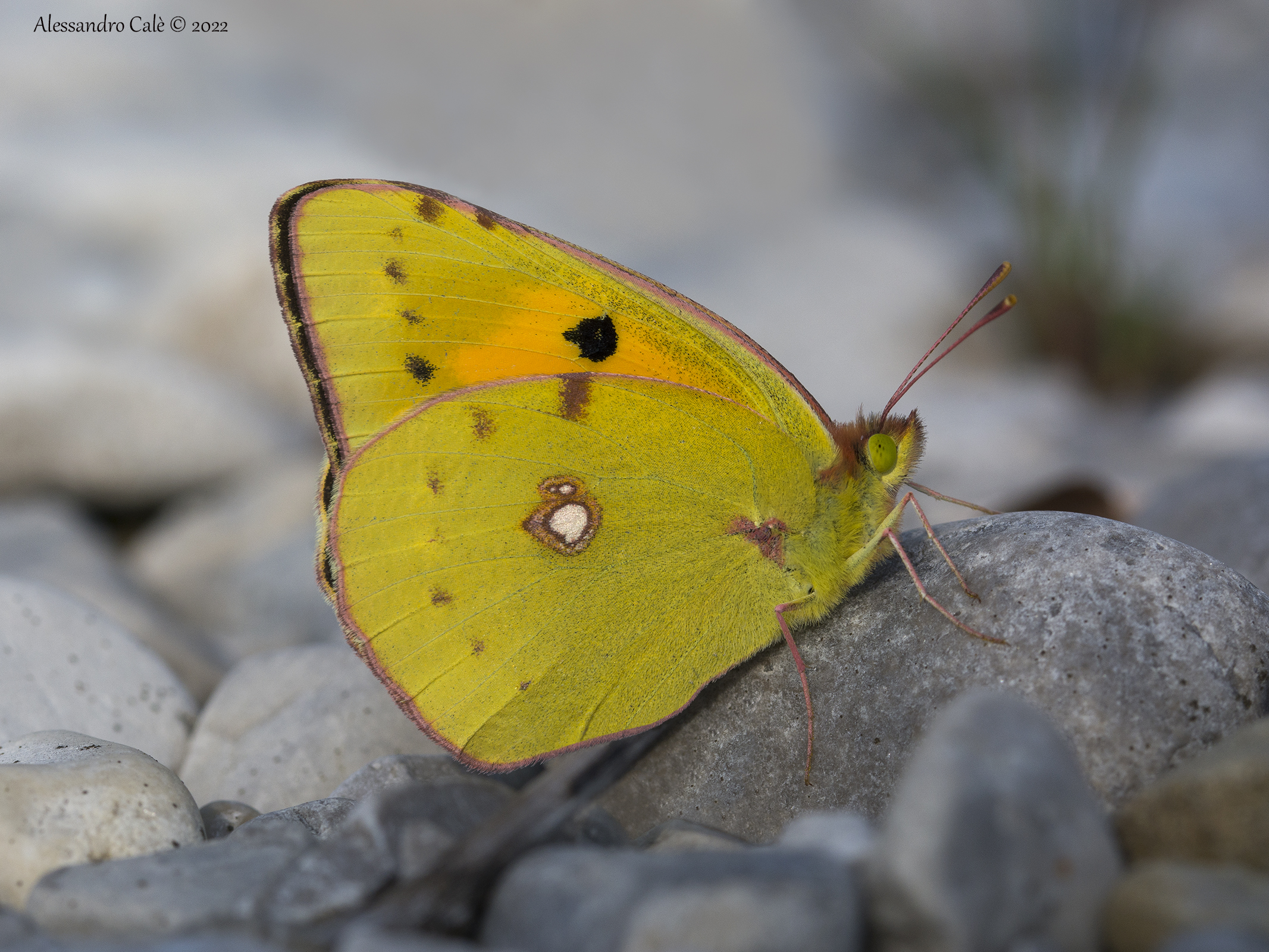Colias crocea 6720