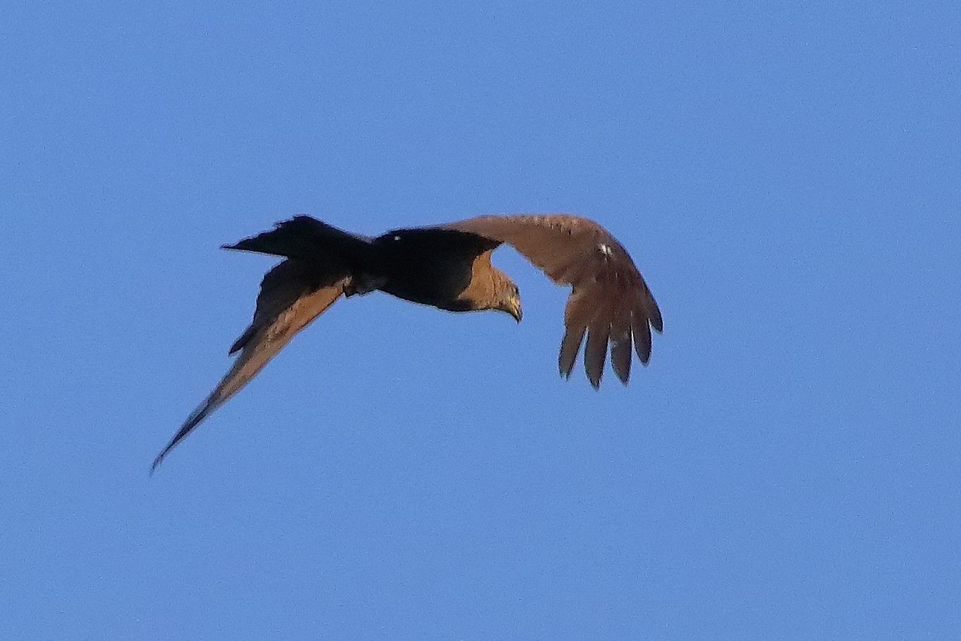 Nibbio bruno 27-07-2022