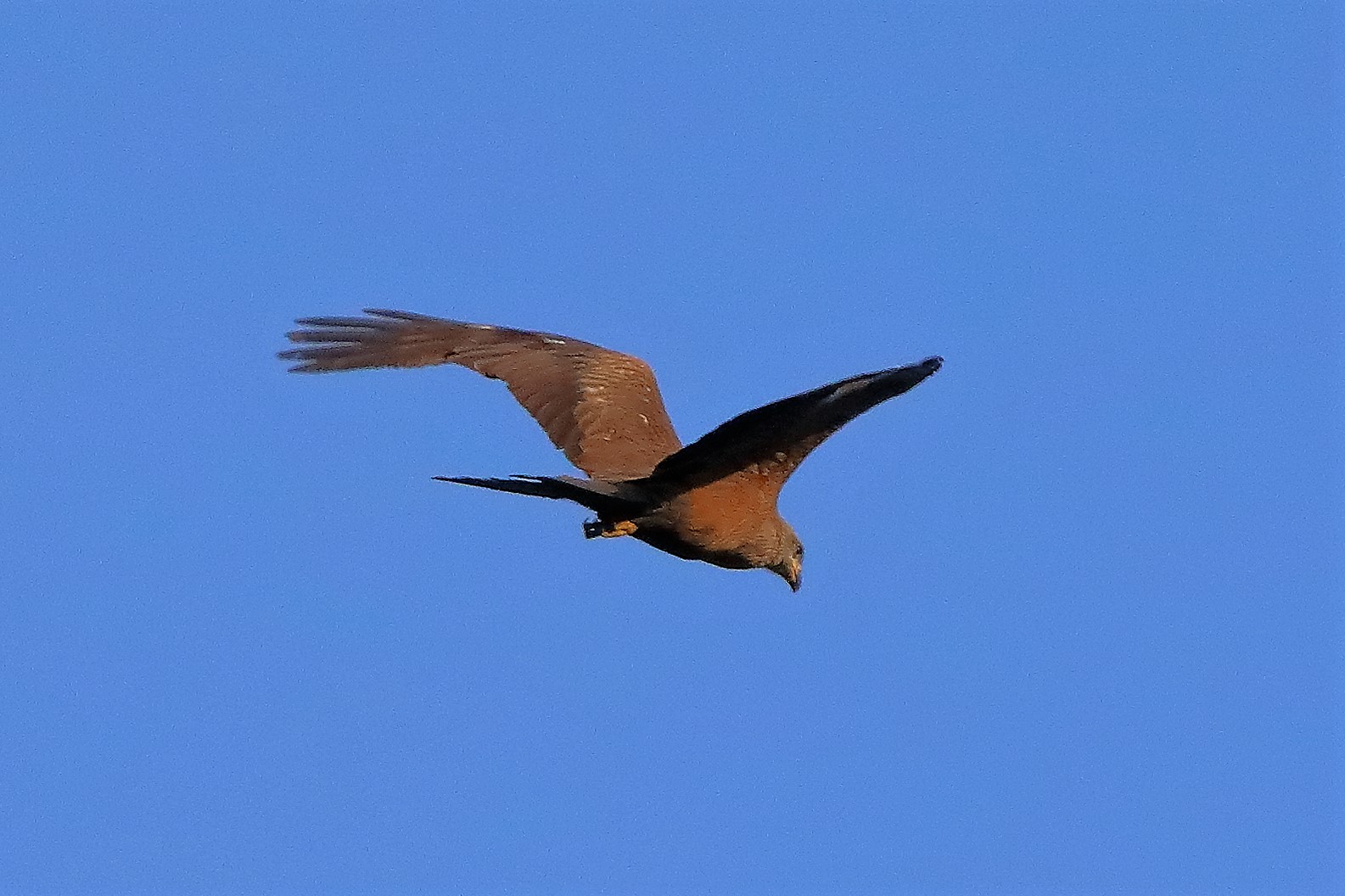 Nibbio bruno 27-07-2022