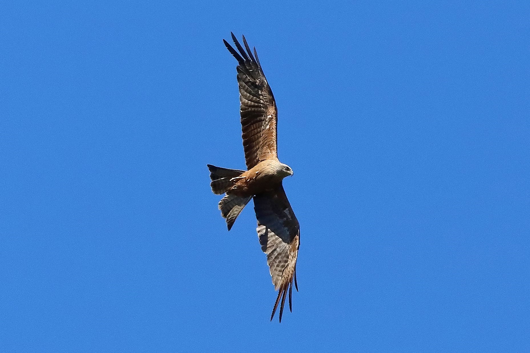 Nibbio bruno 30-07-2022