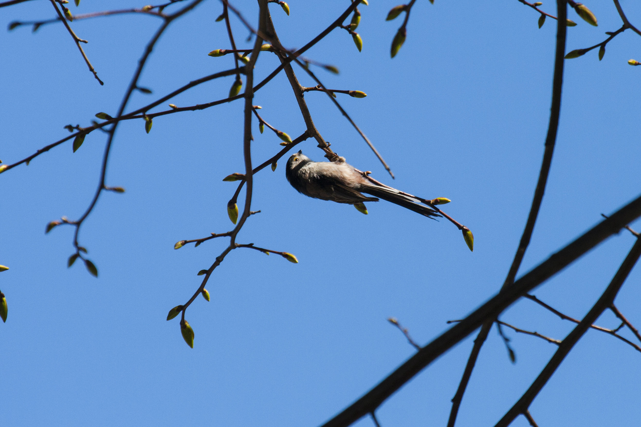 Aegithalos caudatus (codibugnolo)