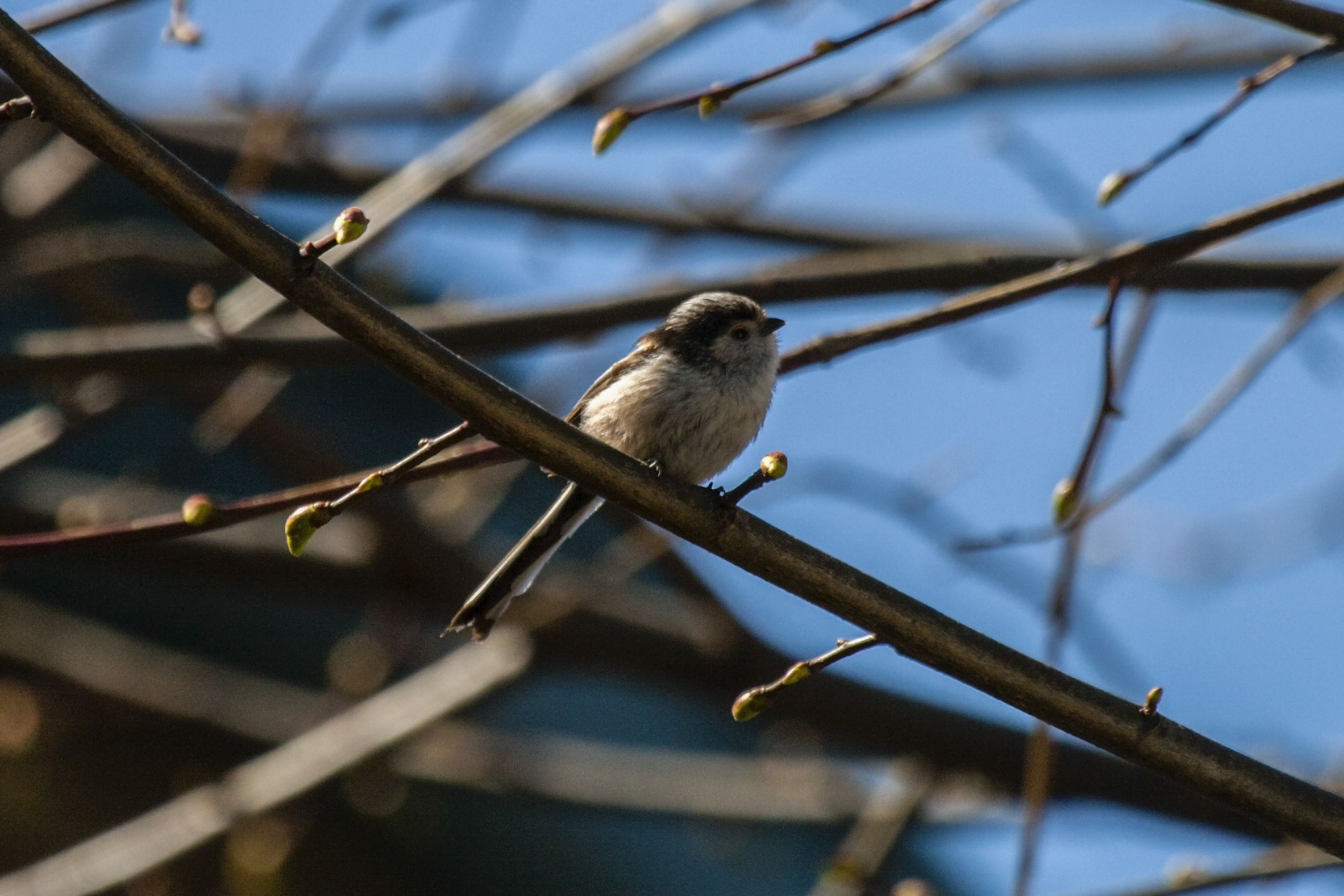 Aegithalos caudatus (codibugnolo)