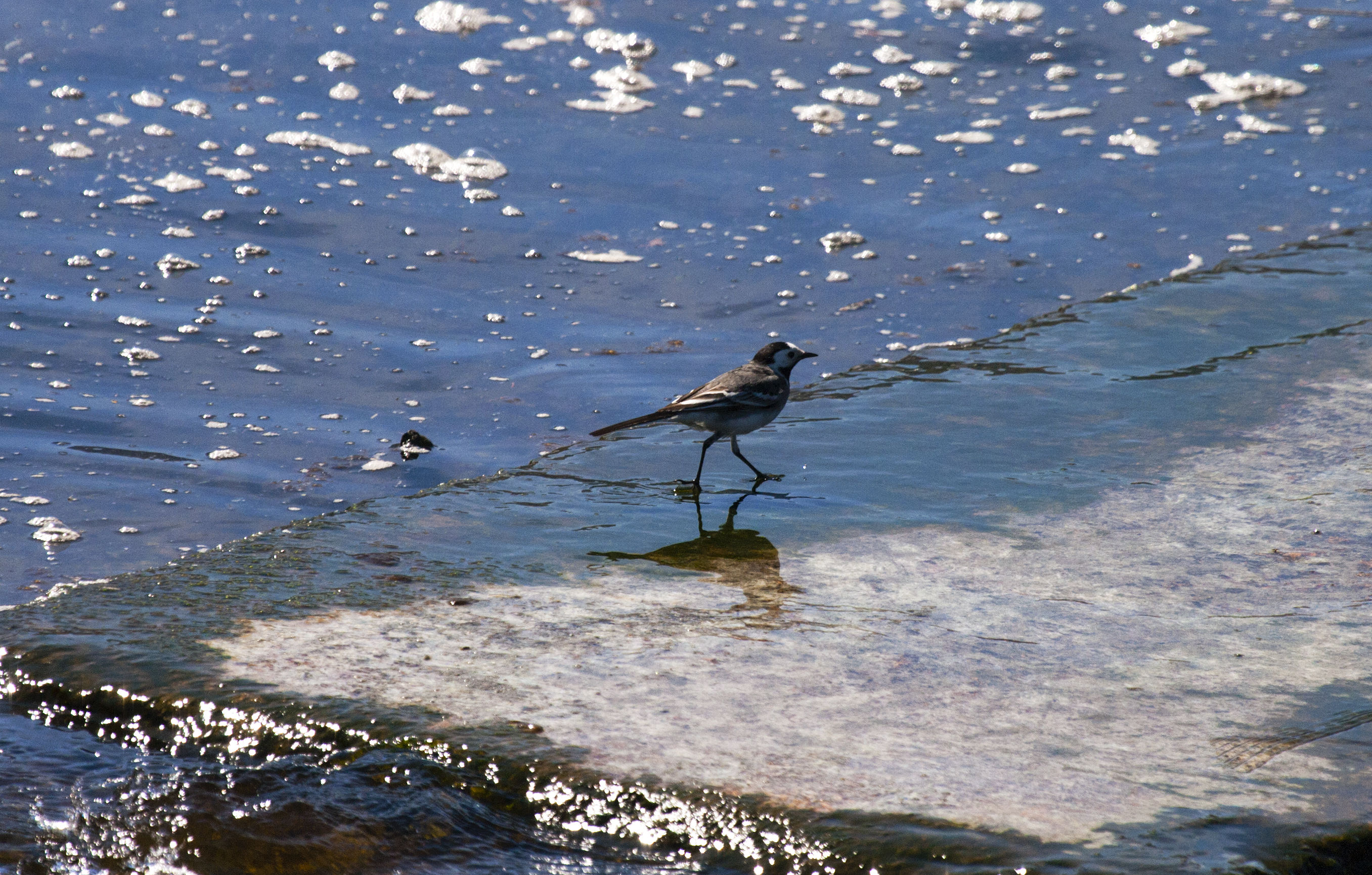 Motacilla alba (ballerina bianca)