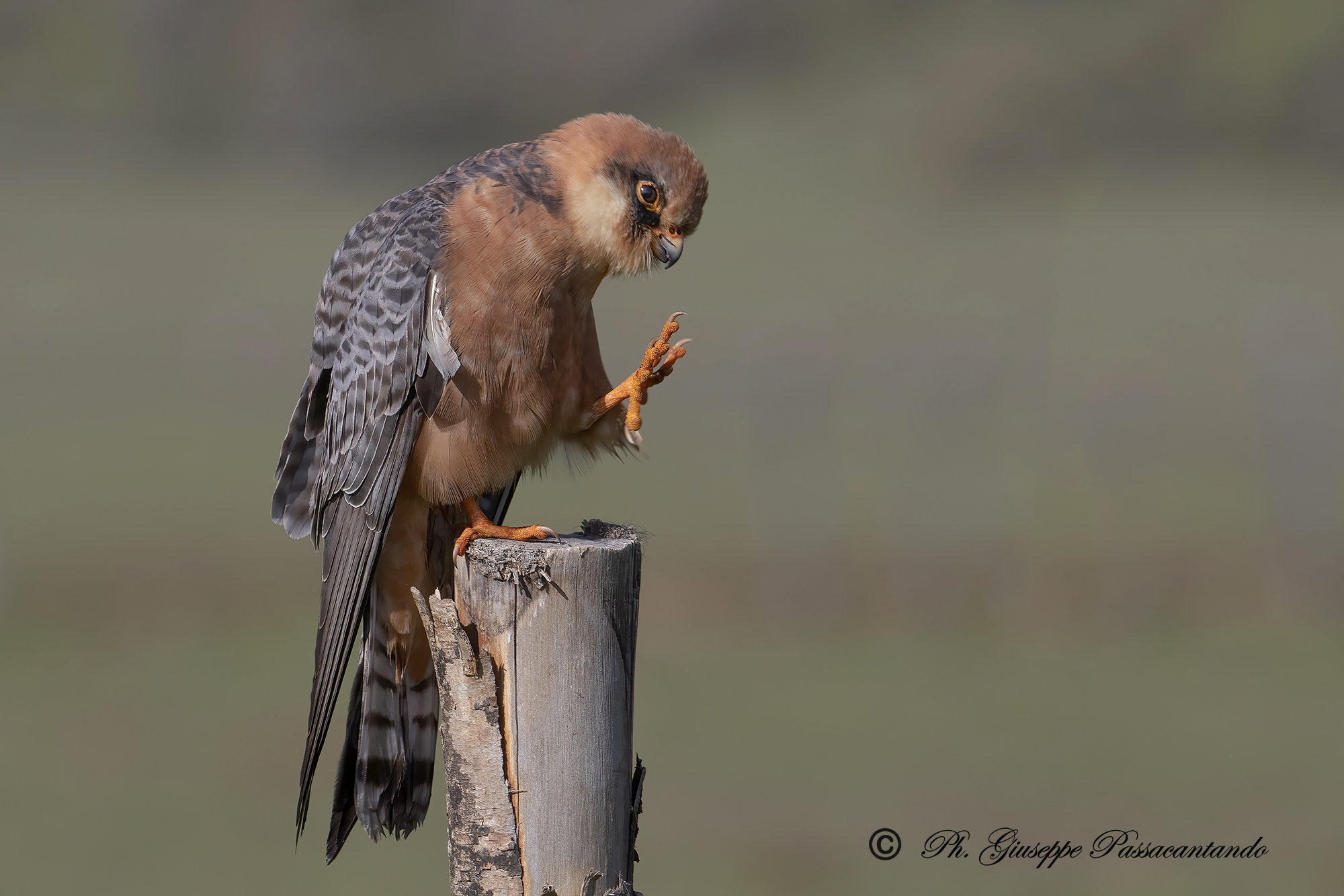 female cuckoo falcon
