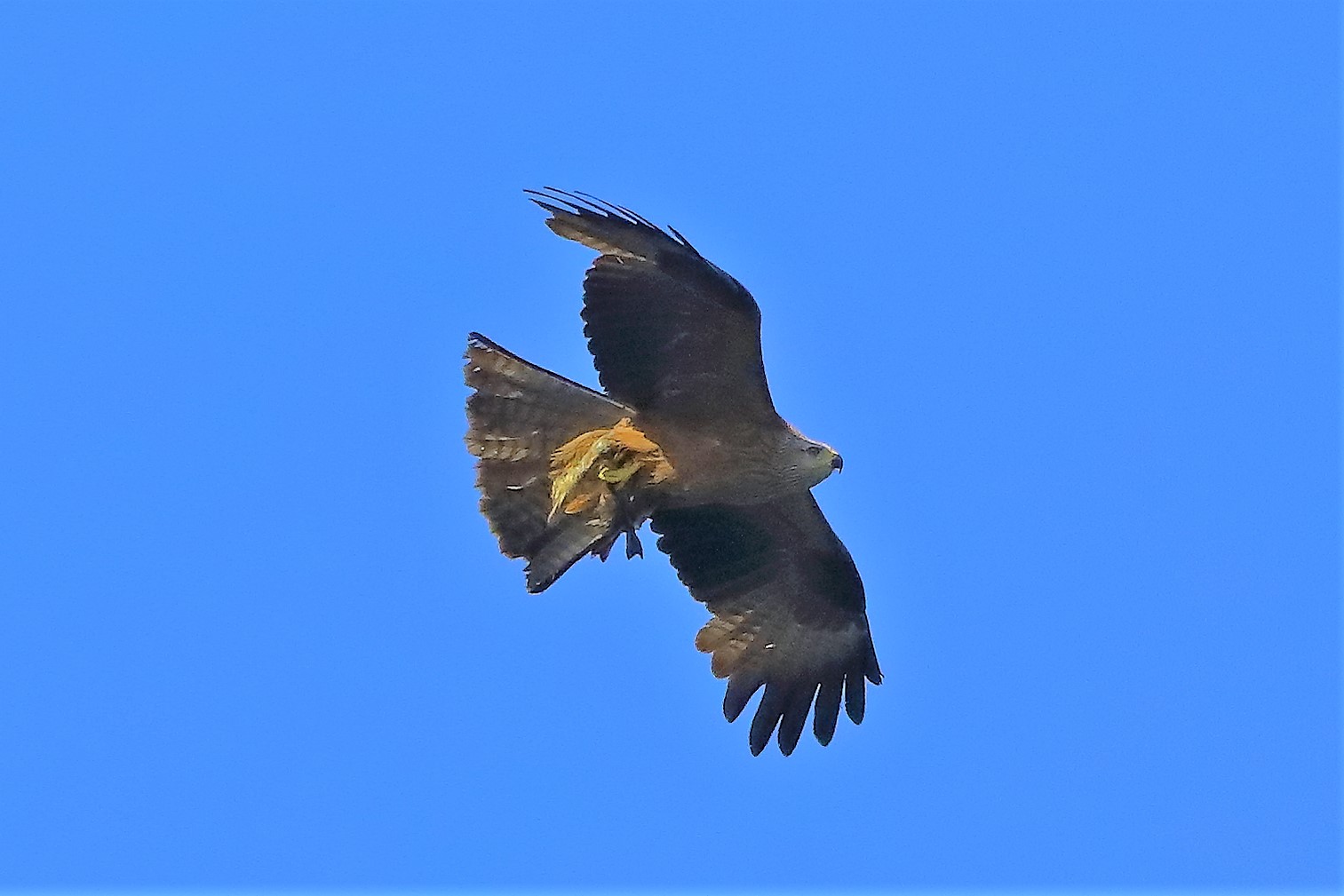 Nibbio bruno 06-06-2022