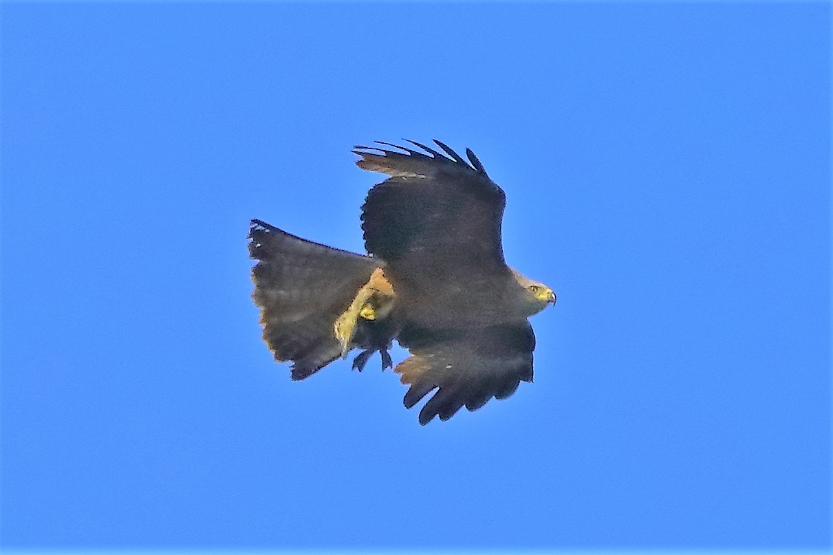 Nibbio bruno 06-06-2022