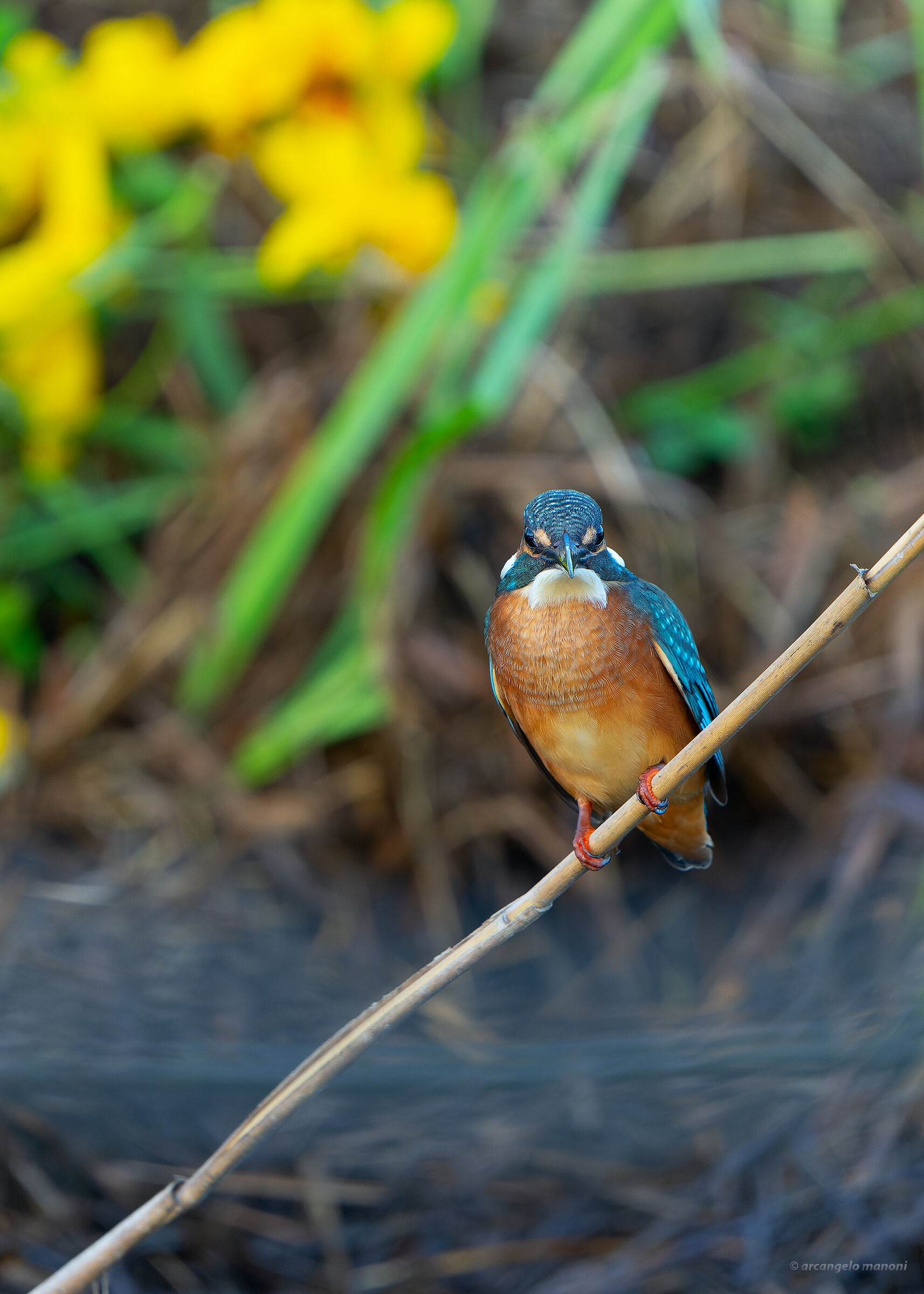 Contrasts between fauna and flora