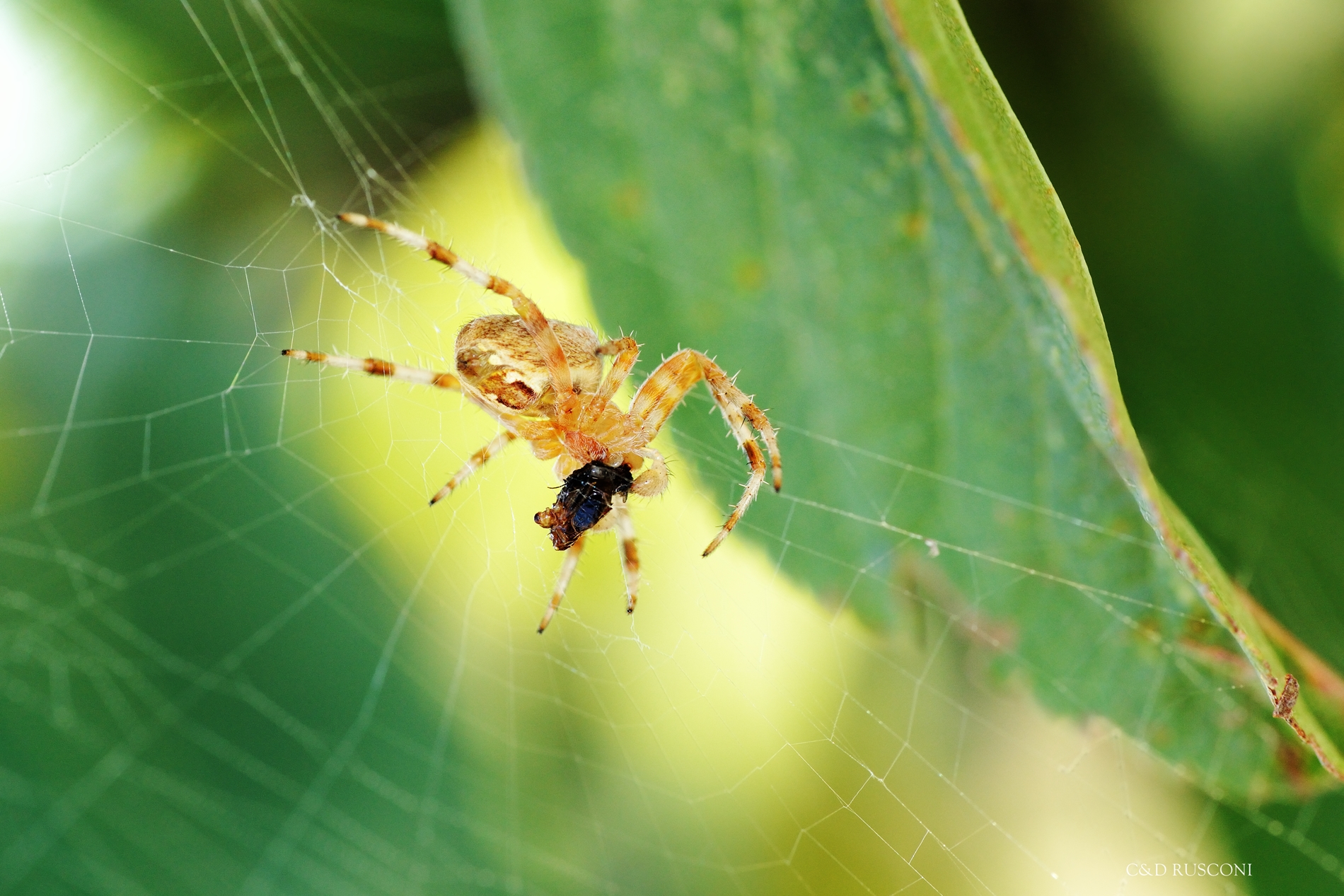 La mia seconda passione