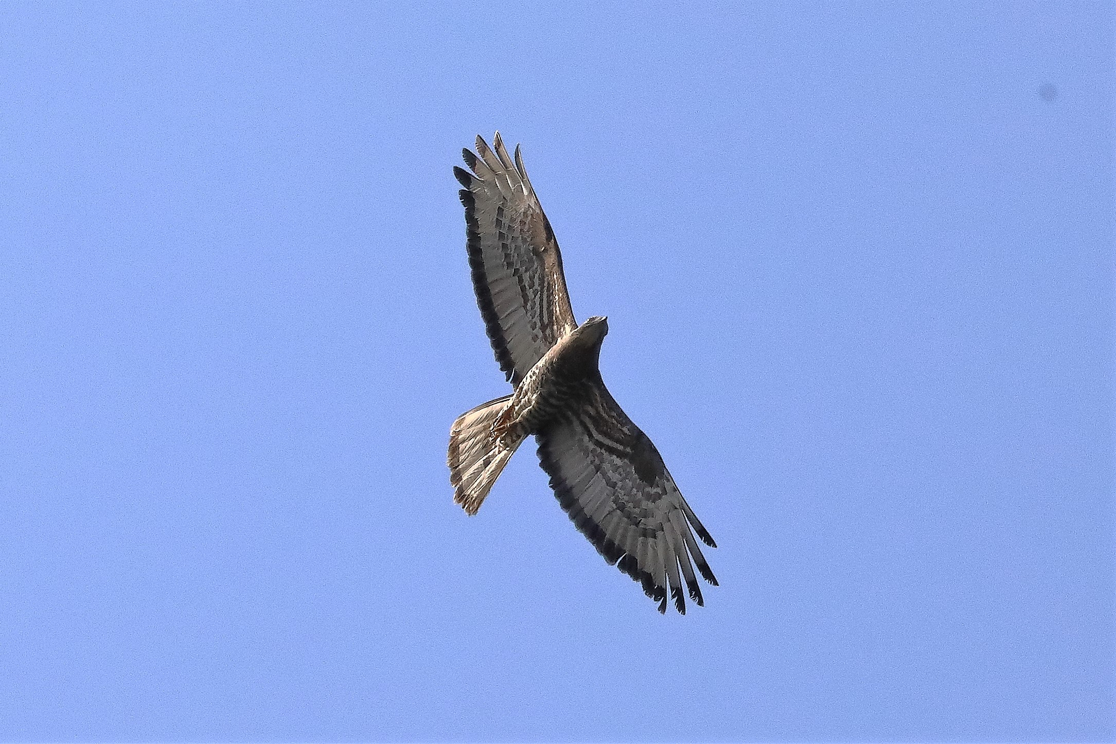 pecchiaiolo 02-07-2022