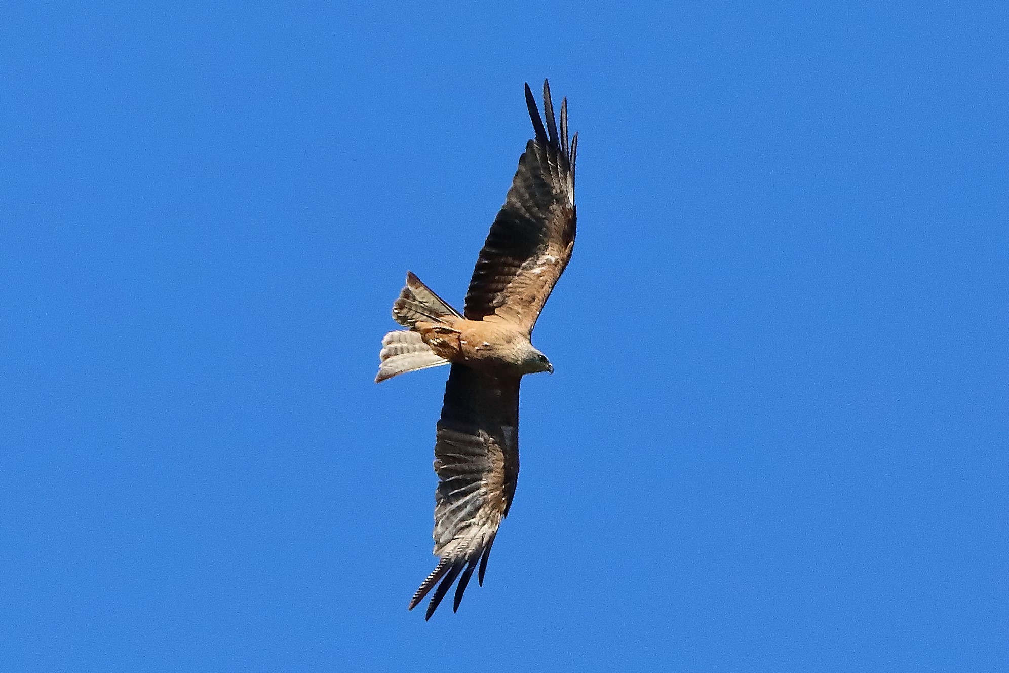 Nibbio bruno 30-07-2022