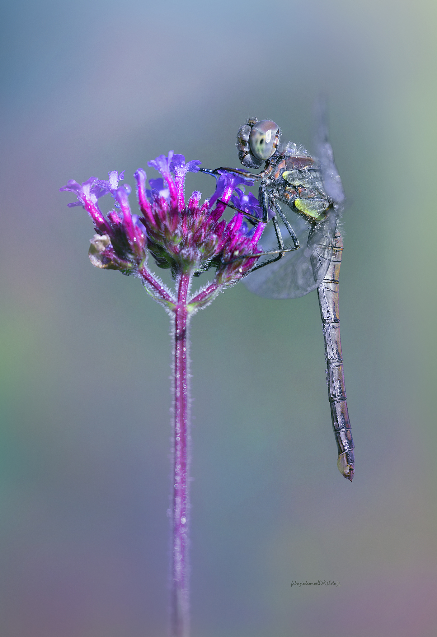 Sympetrum striolatum