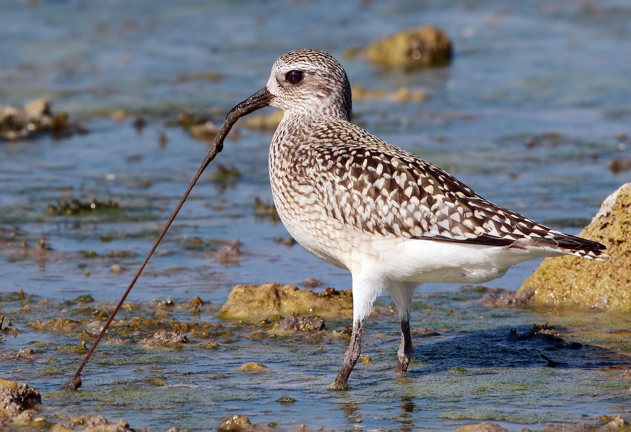 Oh... issa. (Ploveress)