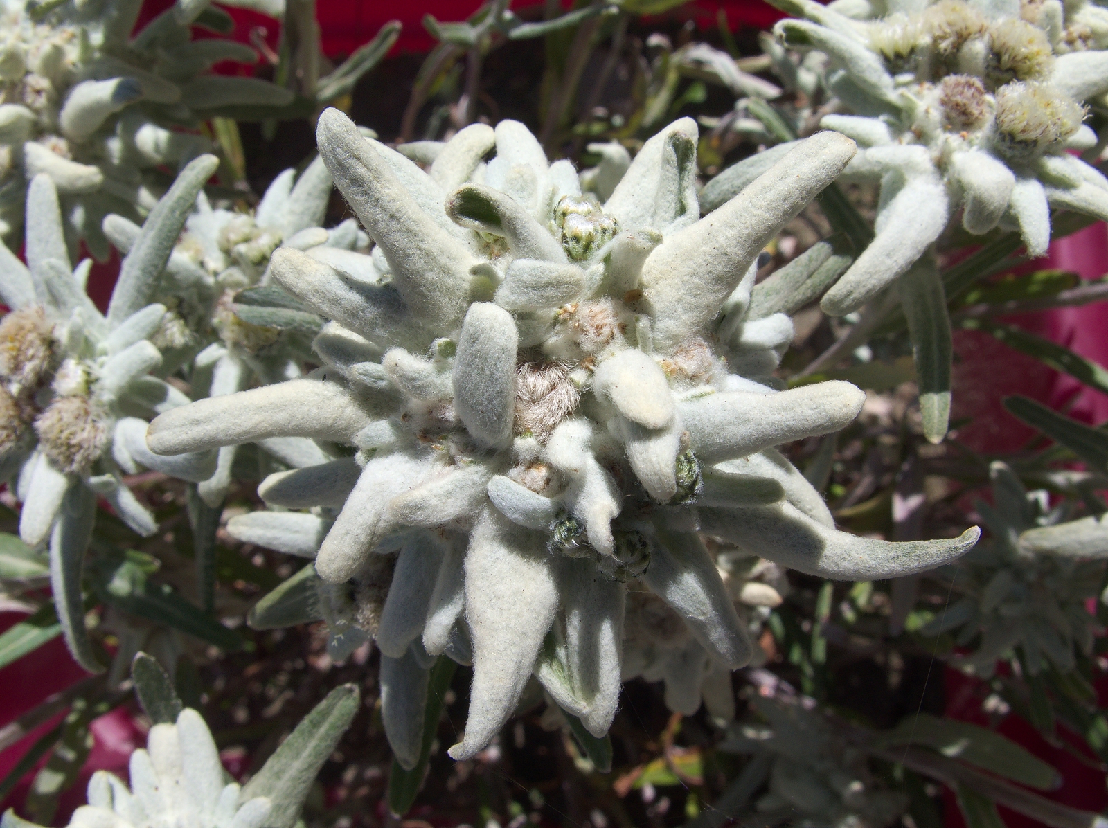 Edelweiss