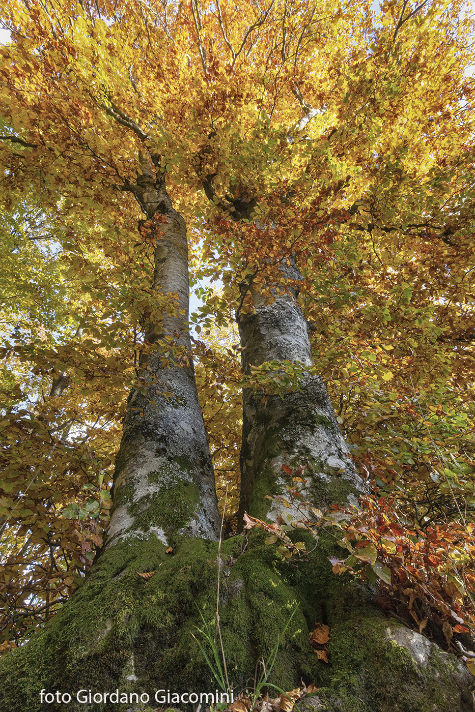 First glimpses of Autumn ..