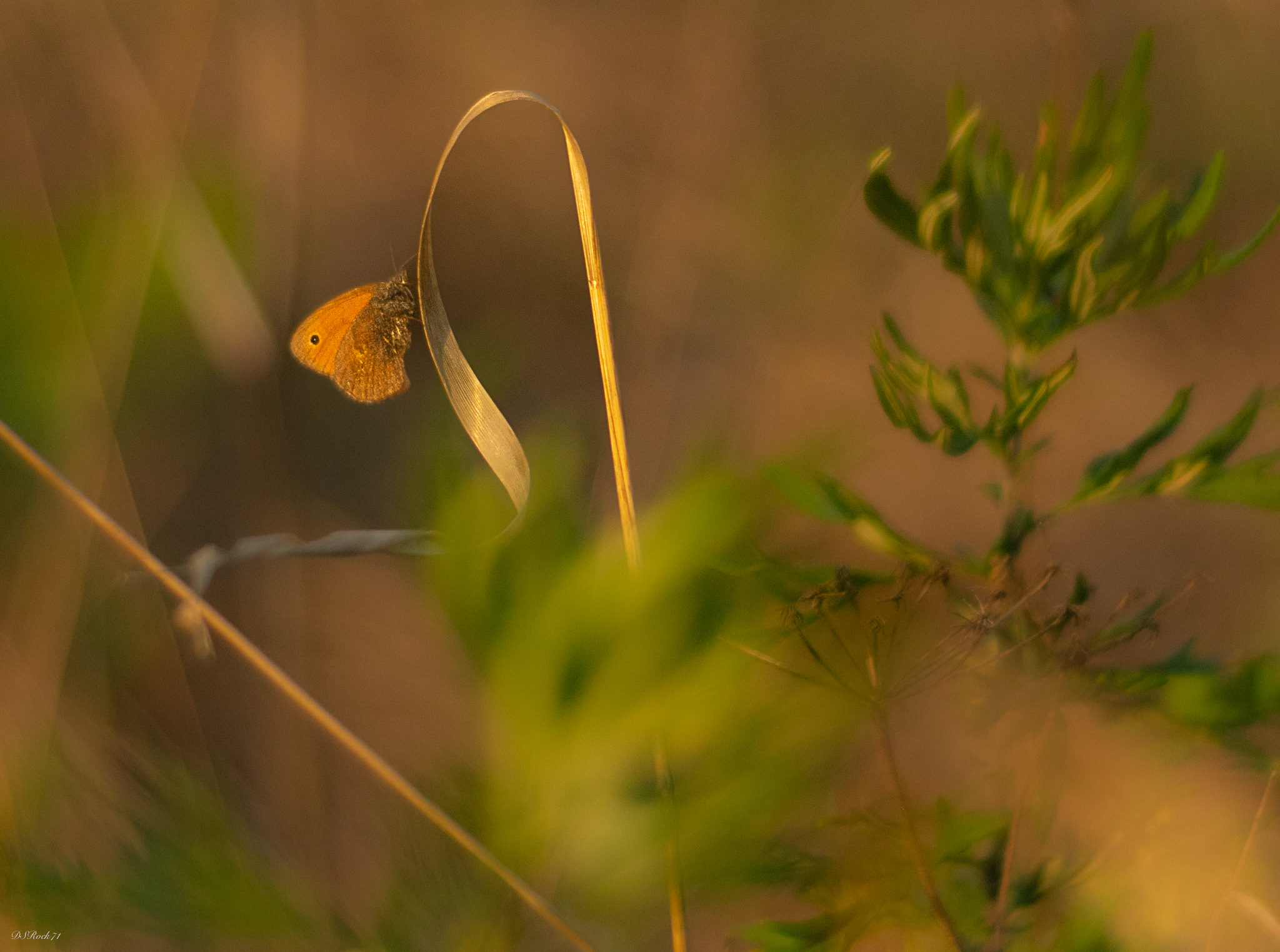 butterfly on garland