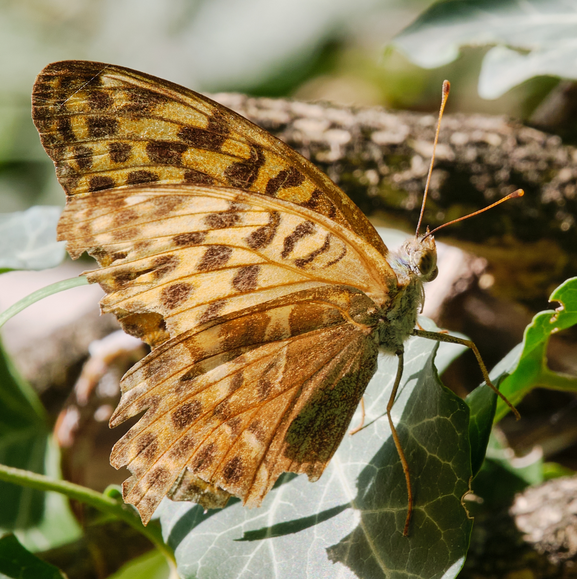 Argynnis Hyperbius