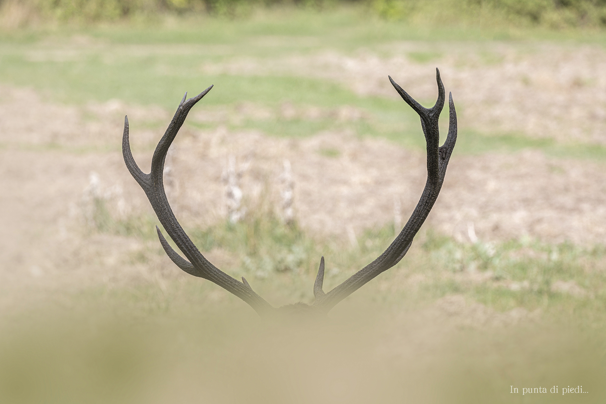 a curious perspective of relaxation of the red Deer