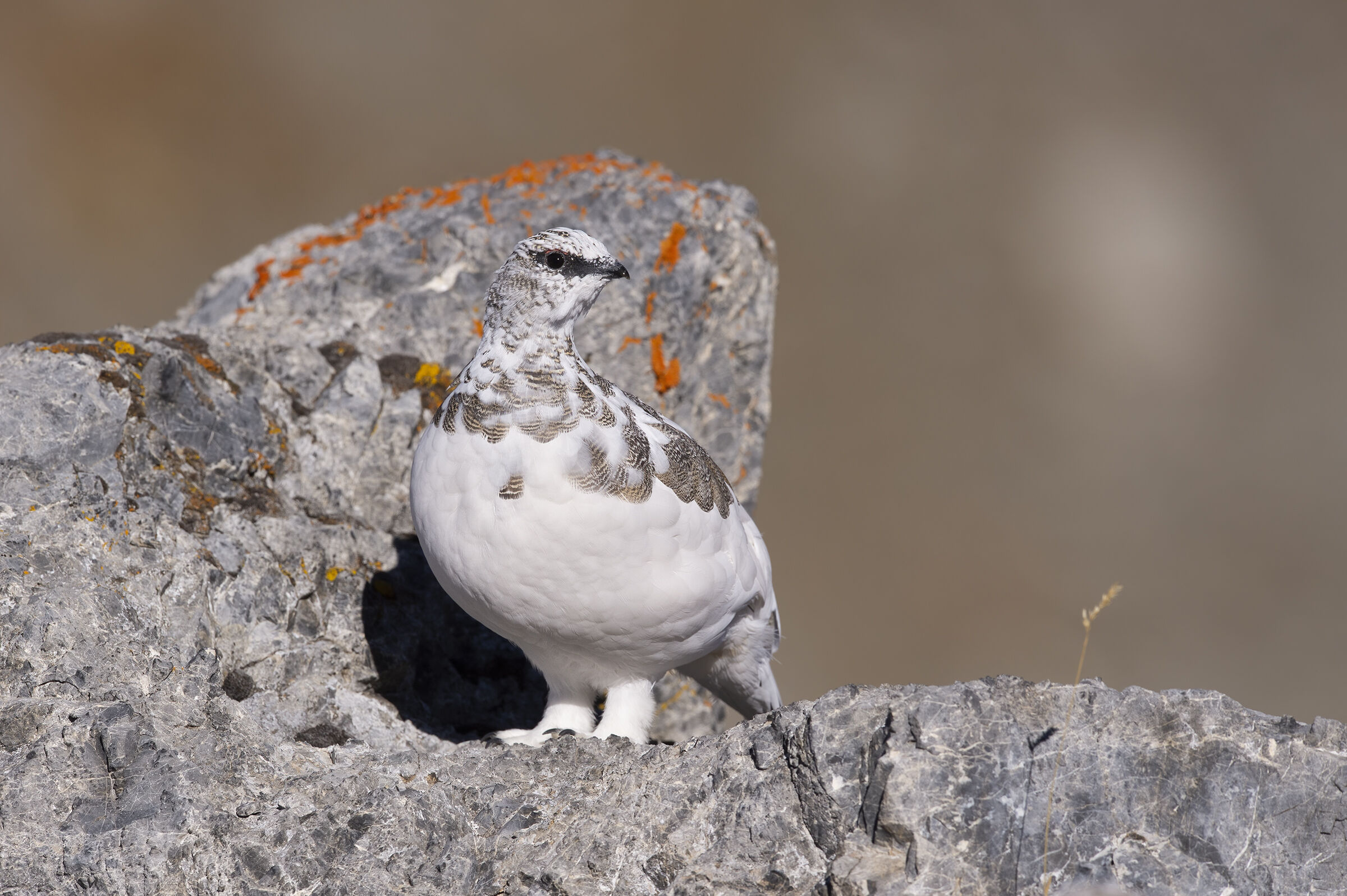 Ptarmigan (Lagopus muta)