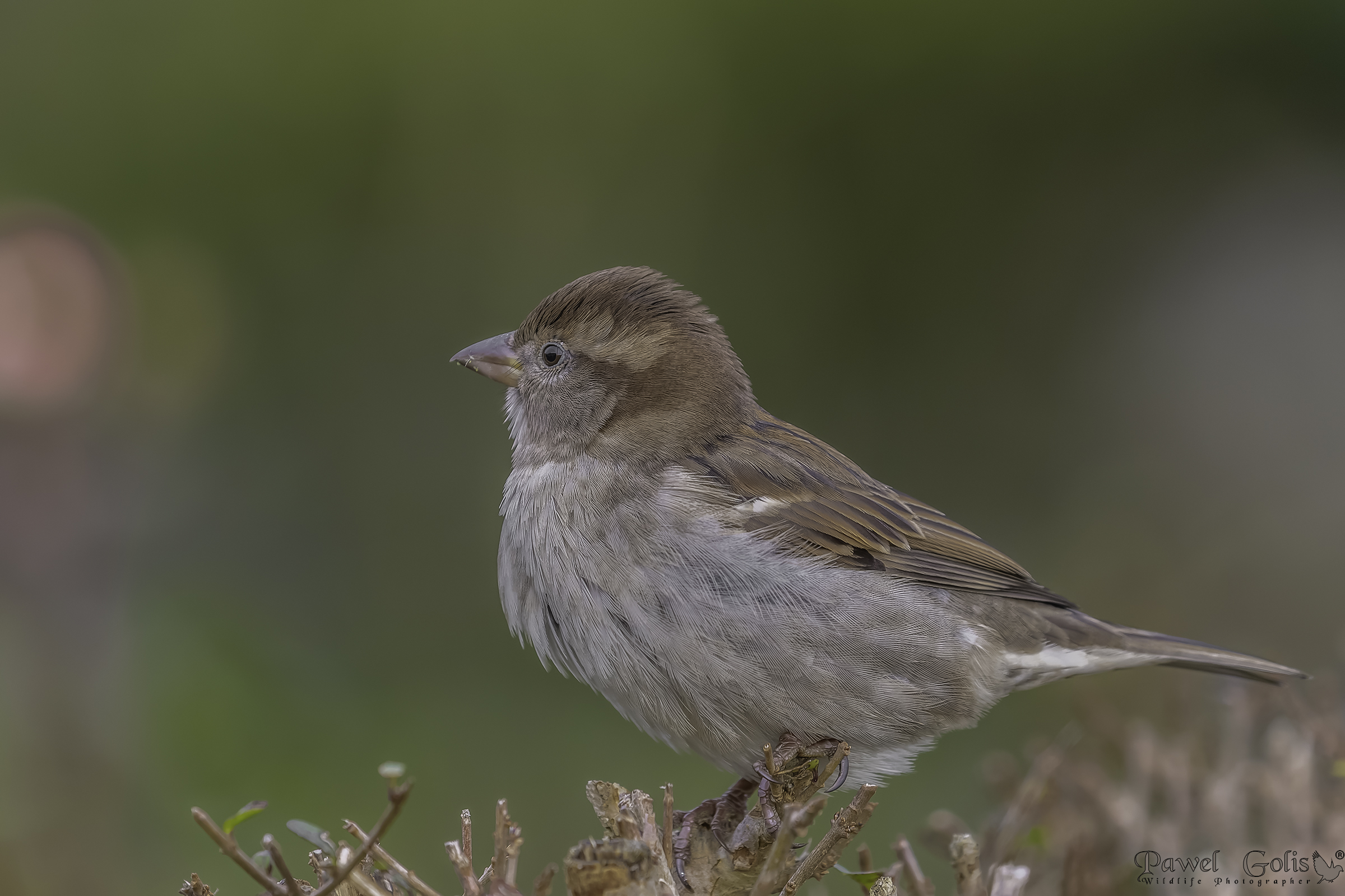 House sparrow (Passer domesticus)