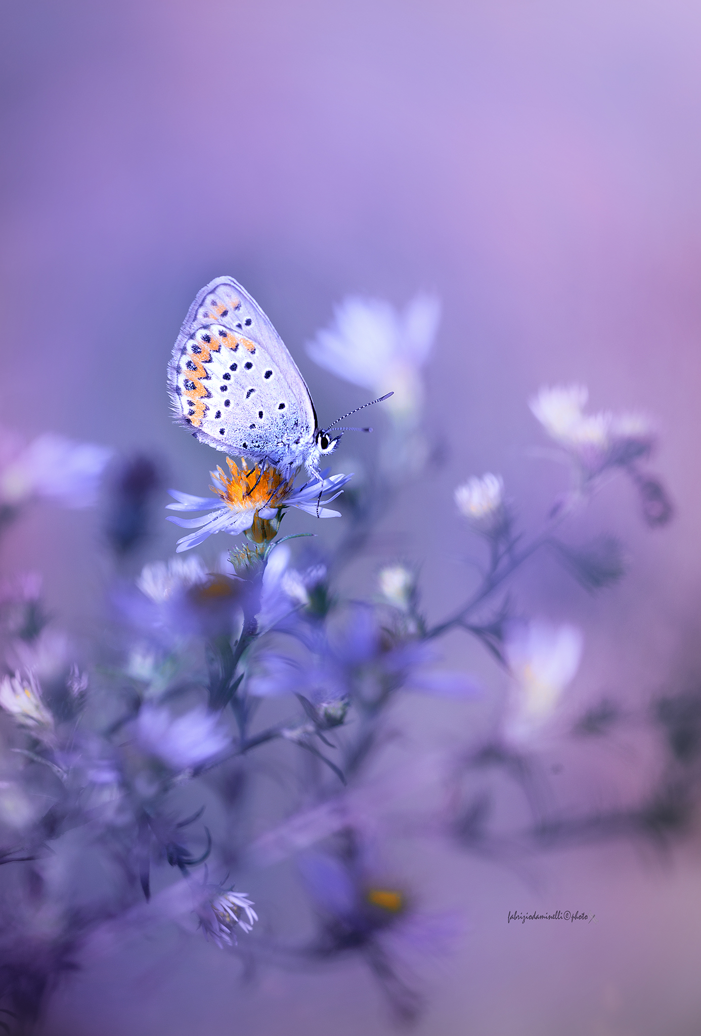 Reverdin's Blue - Plebejus argyrognomon