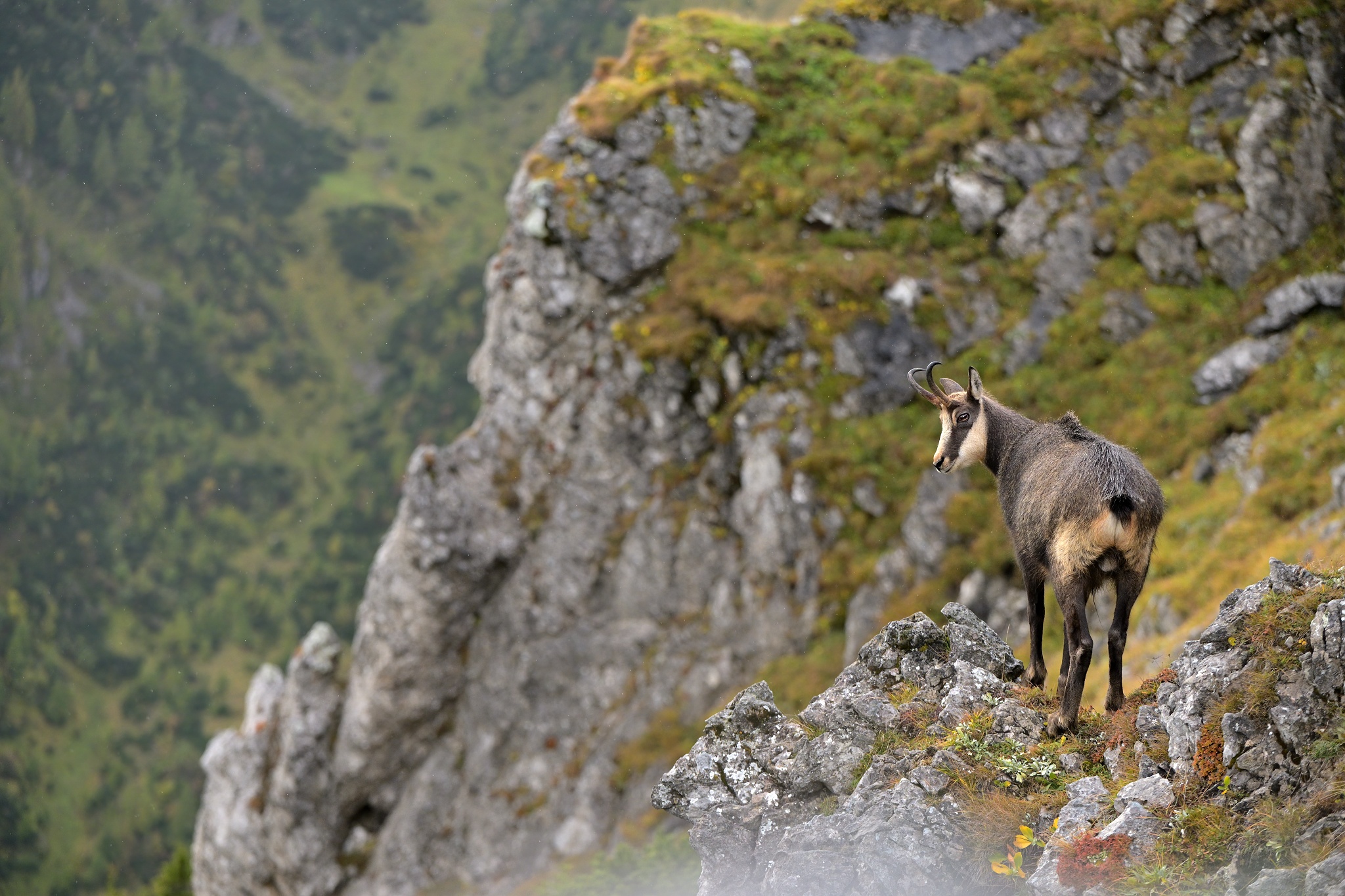 Alpine chamois