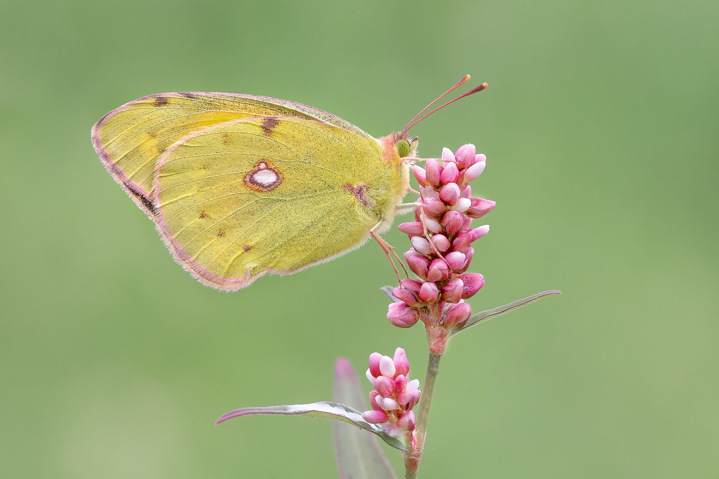 Colias Crocea