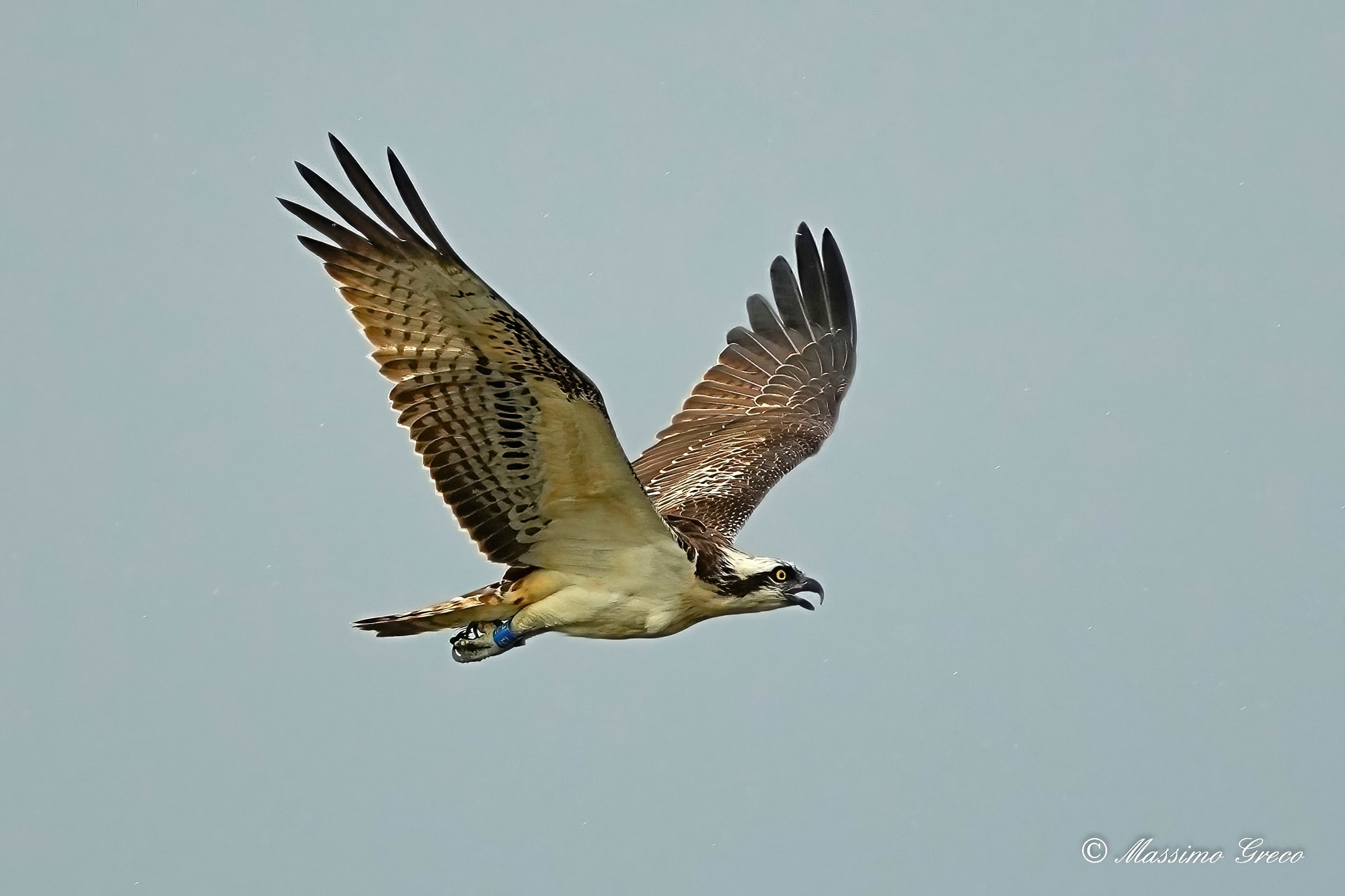 Osprey (Pandion haliaetus)