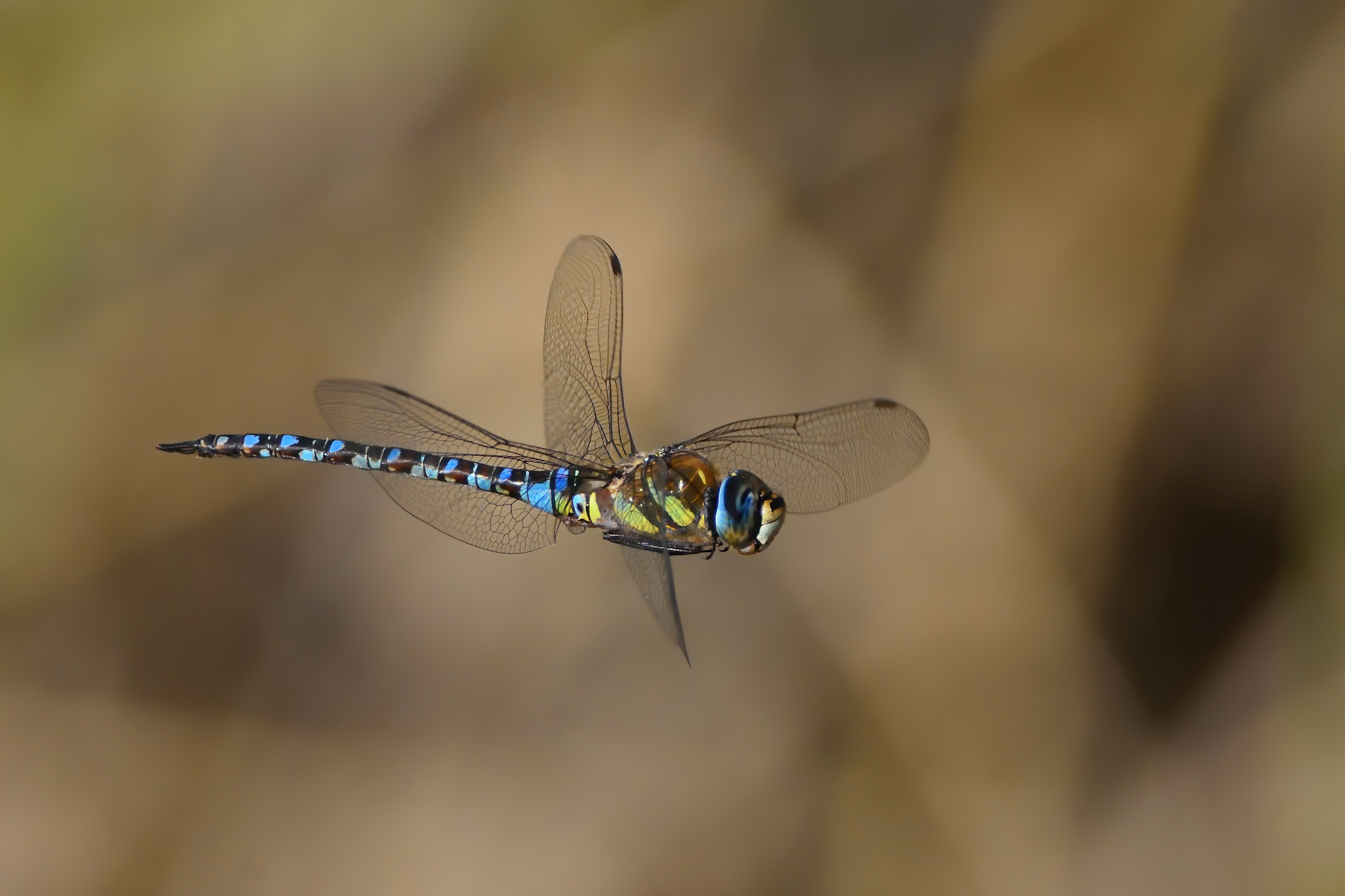 Dragonfly in flight