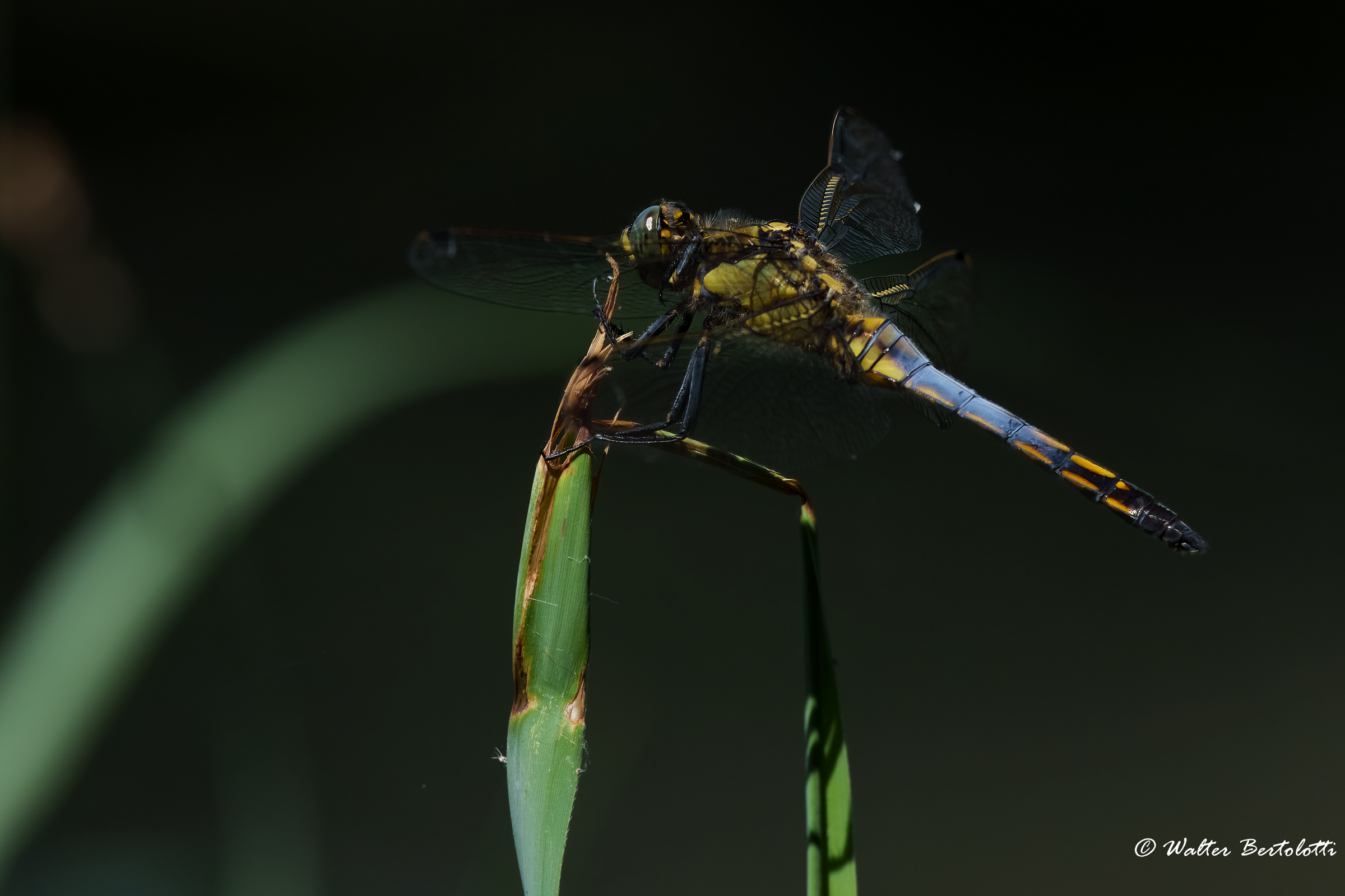 cacciatrici colorate