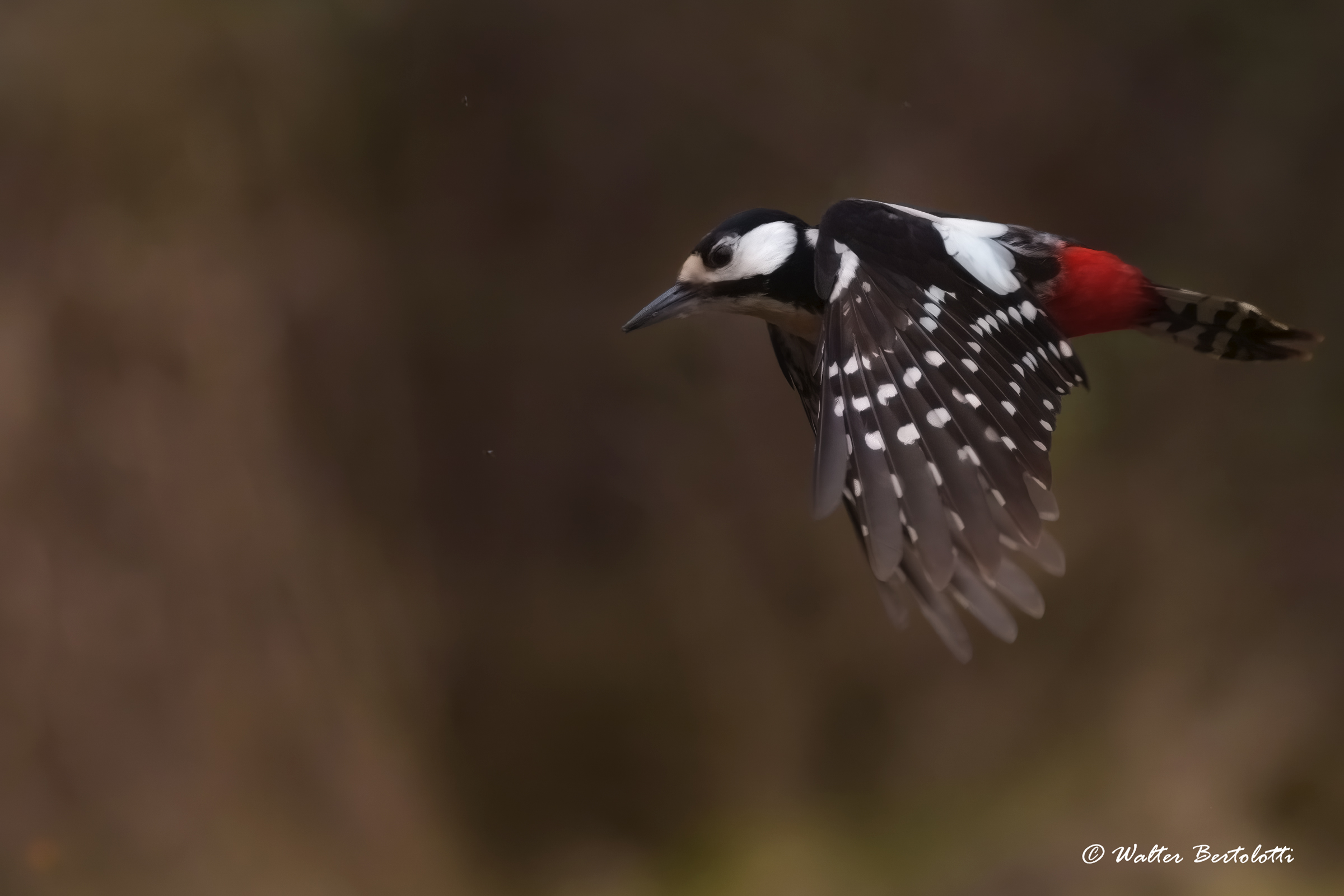 the flight of the woodpecker