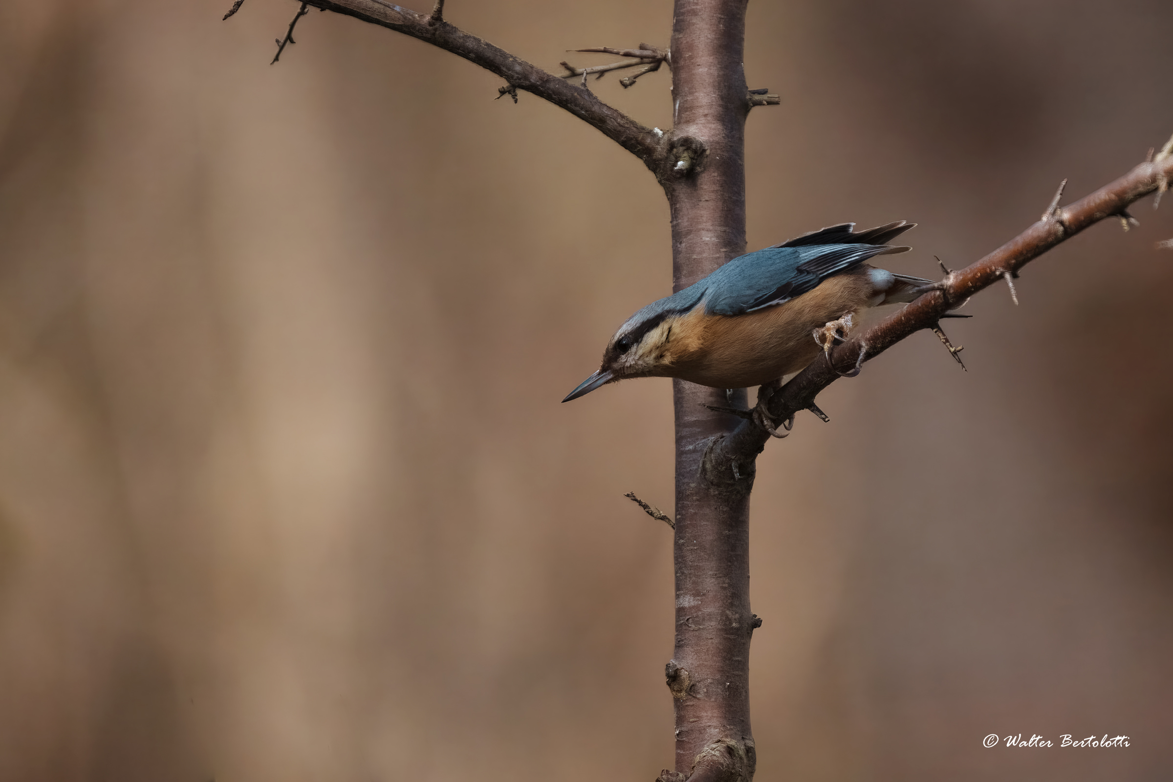 Go... I'm not going...