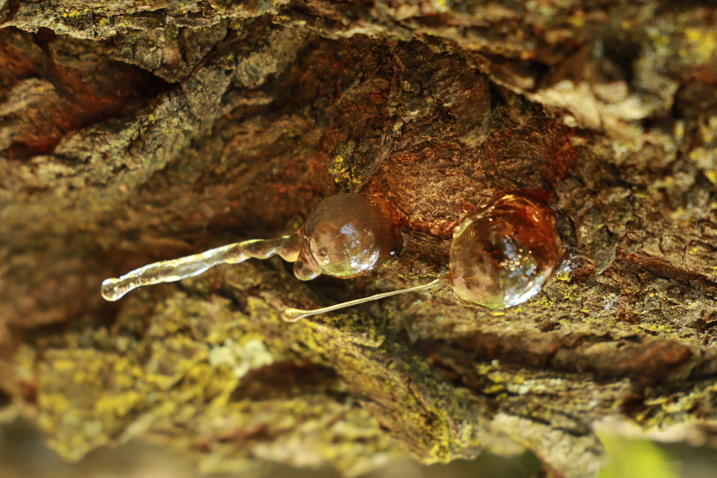 Passeggiata nel bosco