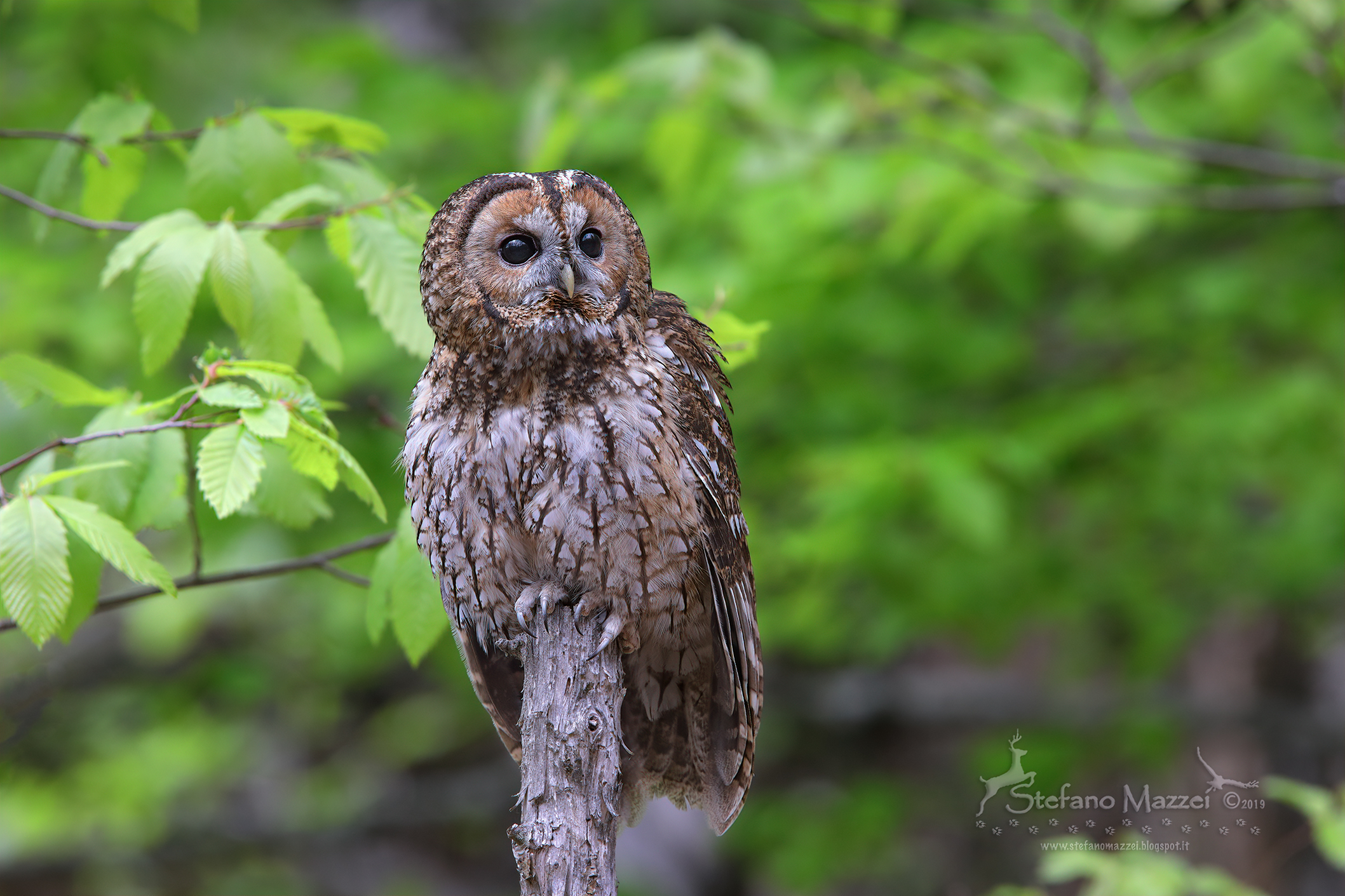Allocco nel suo posatoio preferito