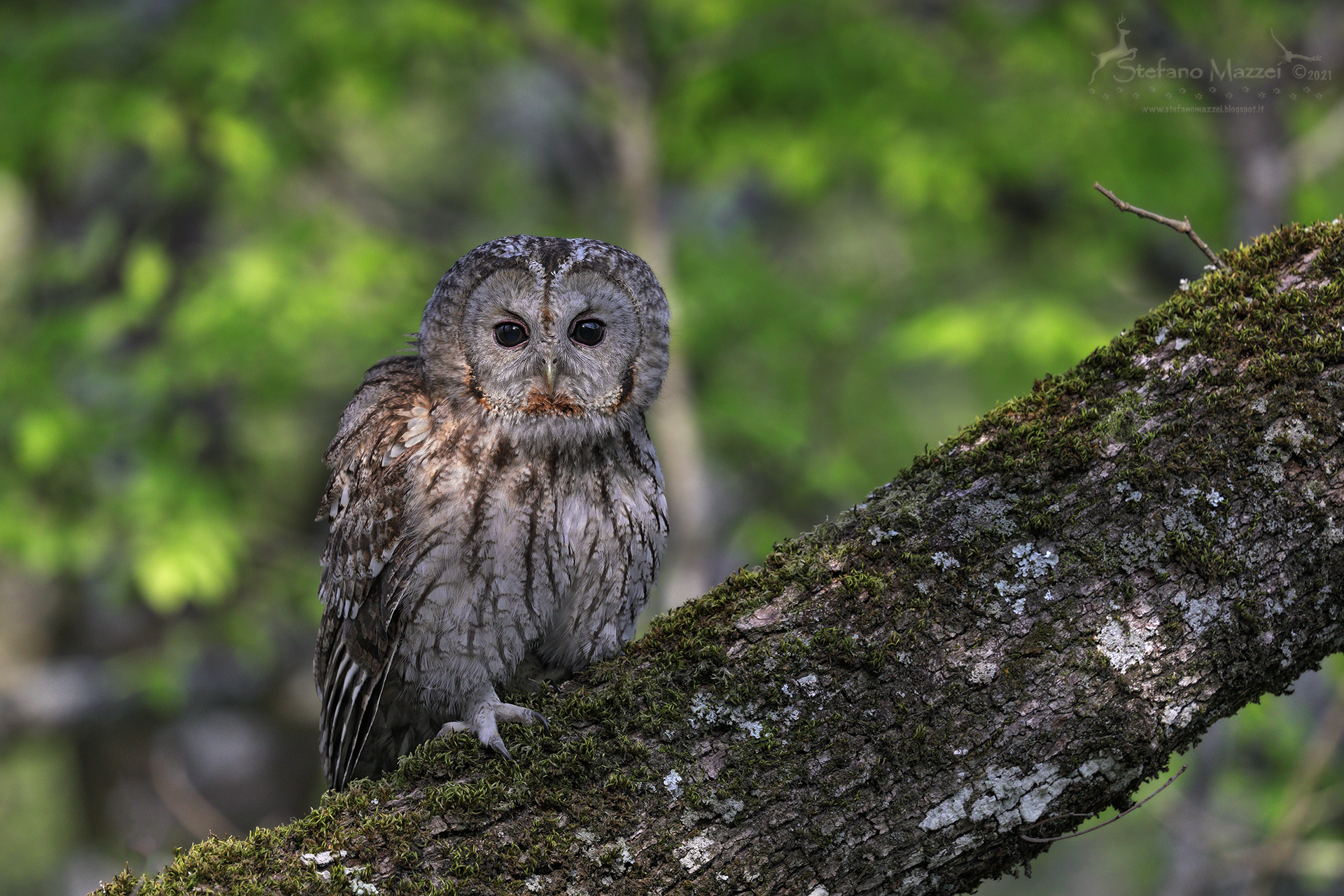 Allocco nella sua quercia